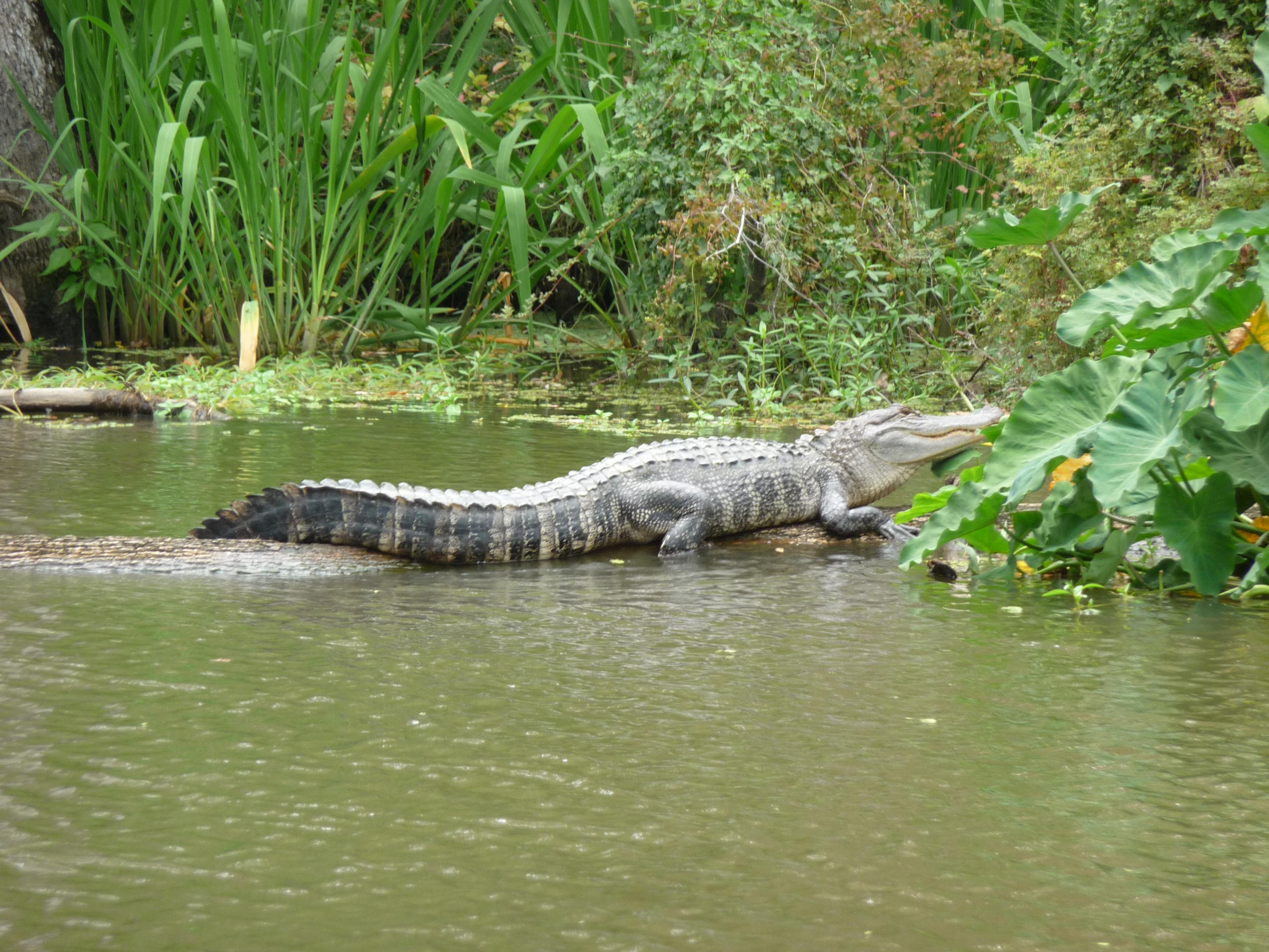 Honey Island Swamp Tours