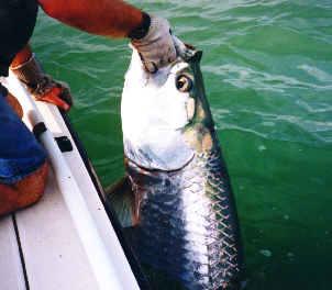 Capt Mike Wilbur's Chaser Key West Fishing