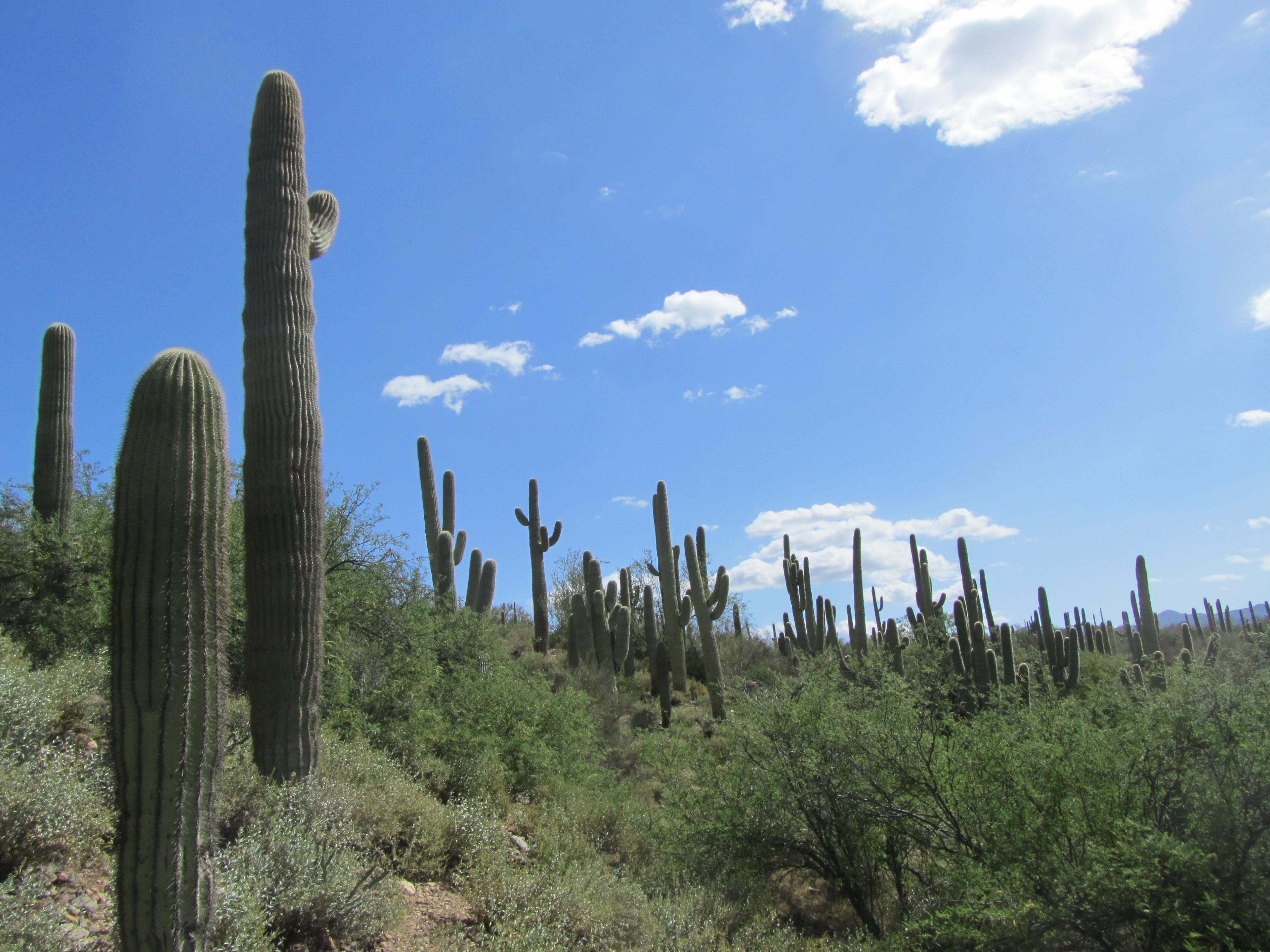 AZ Hummer Tours