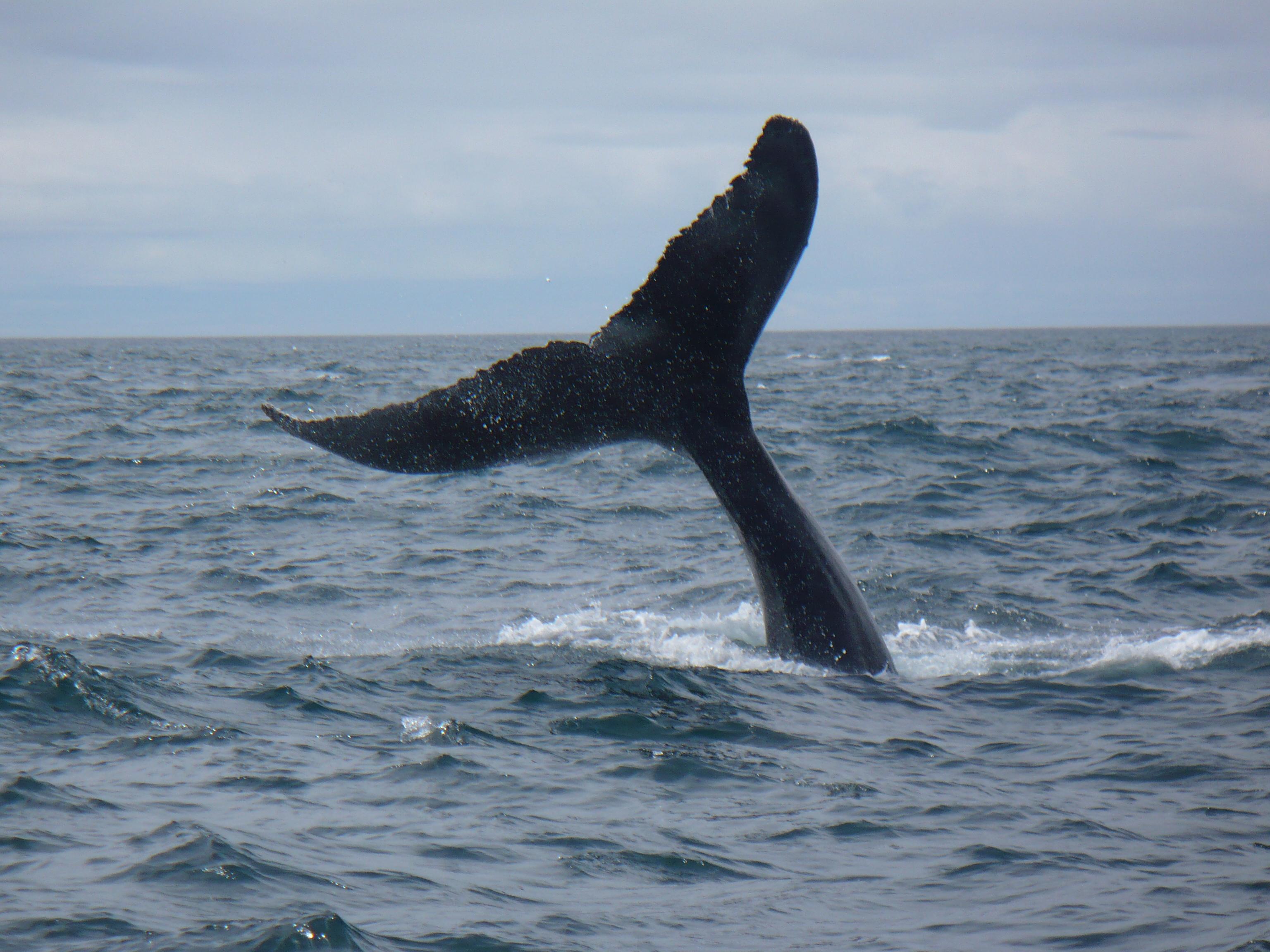 Mariner Cruises Whale and Seabird Tours