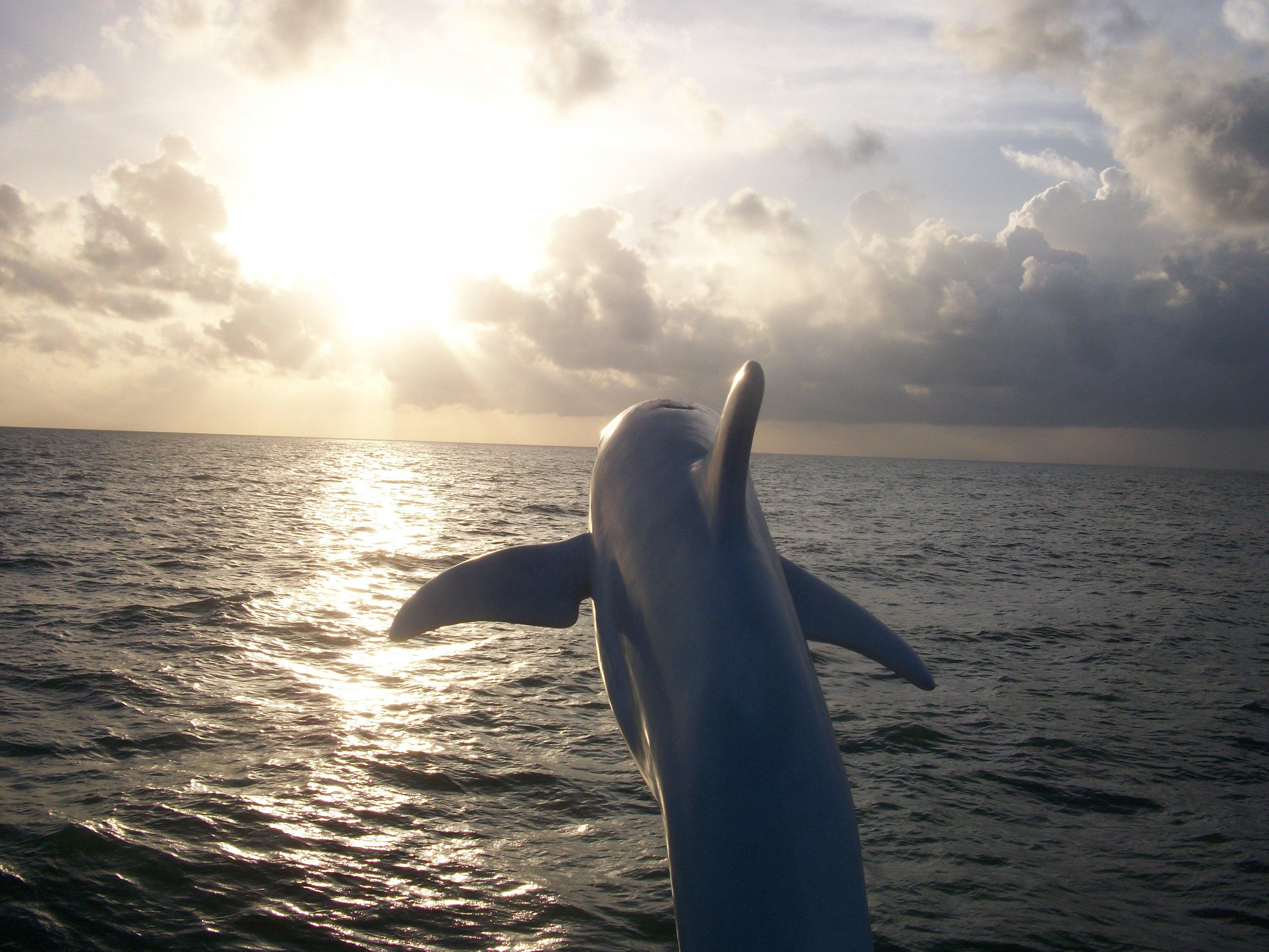 Dolphin Encounter