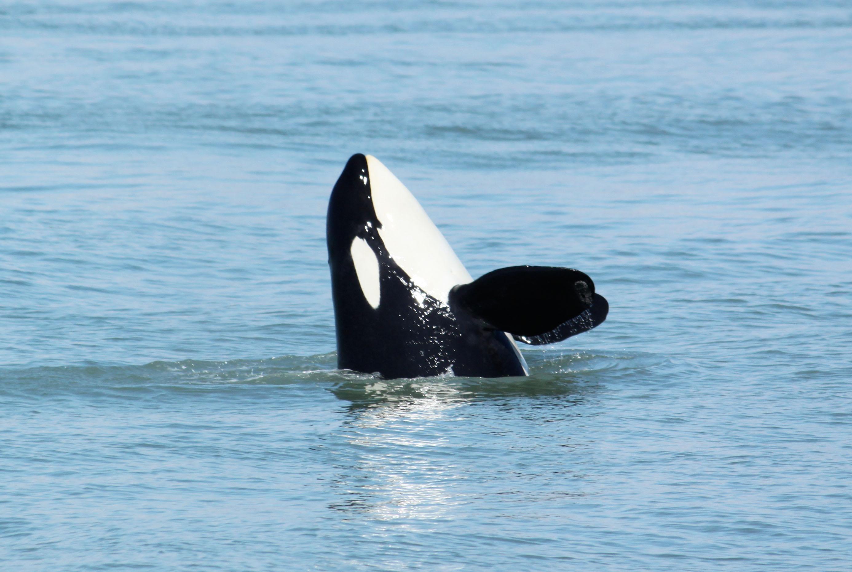 Steveston Seabreeze Adventures