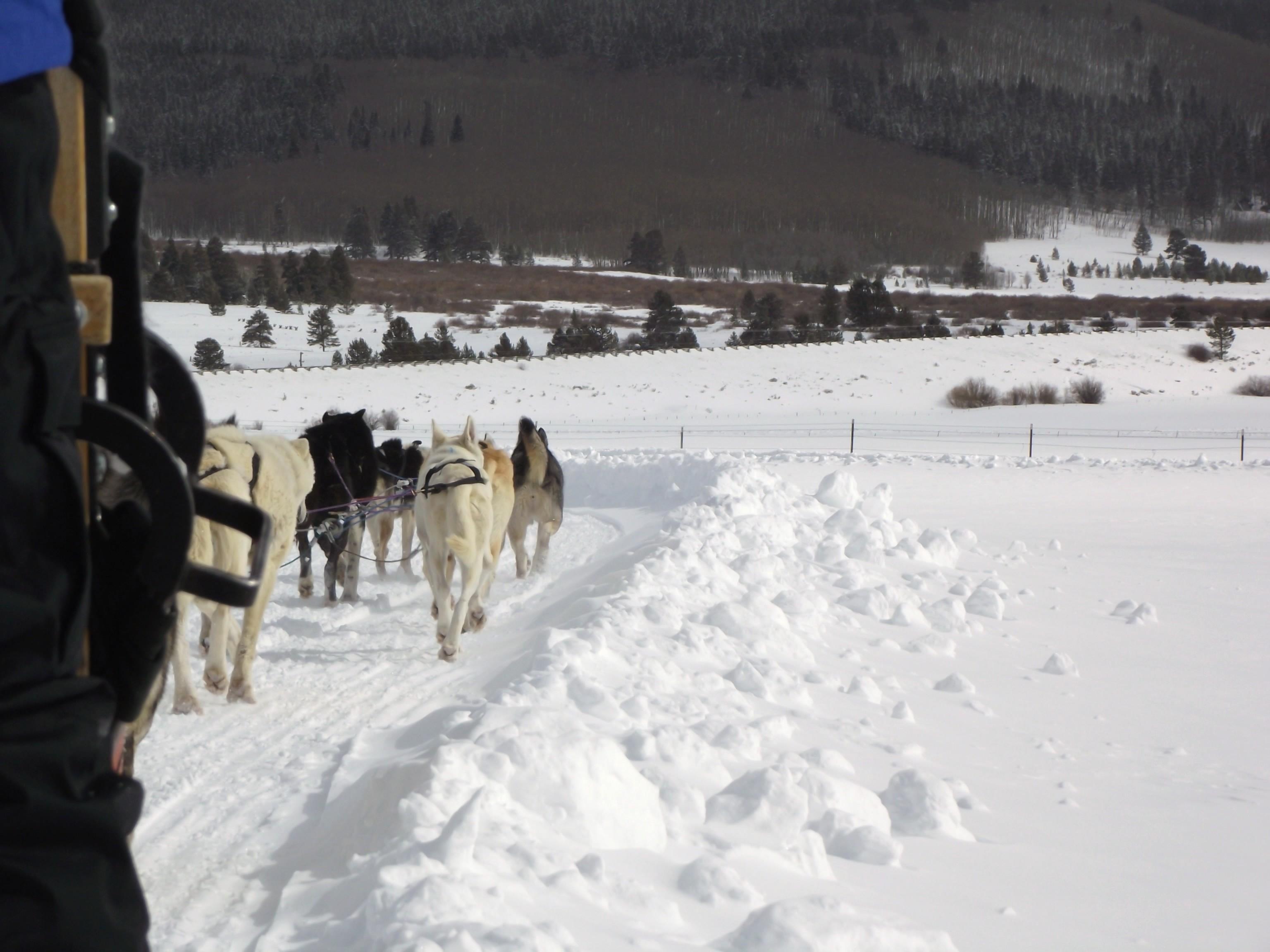 Dog Sledding in Summit County