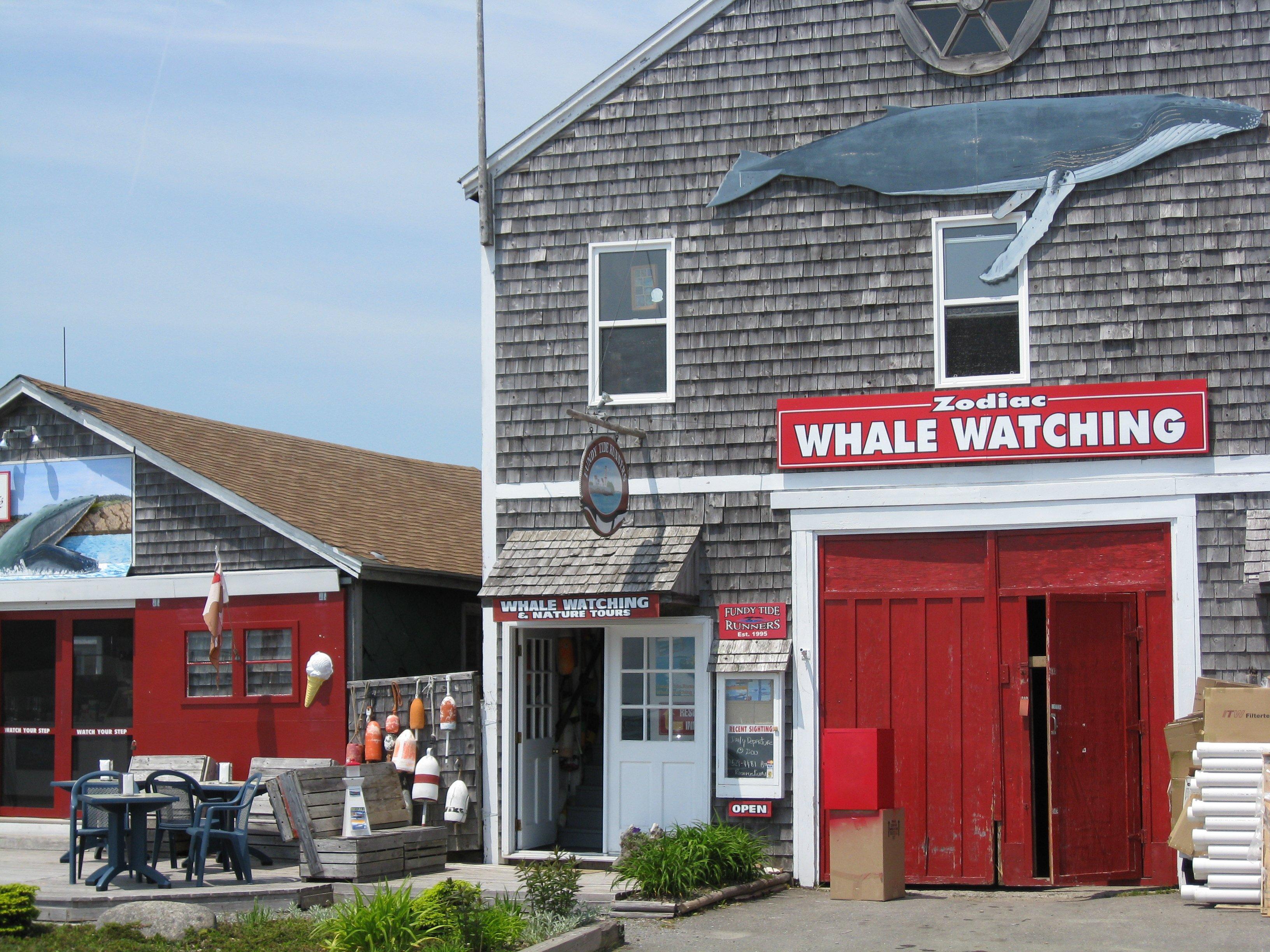 Fundy Tide Runners Whale Watching