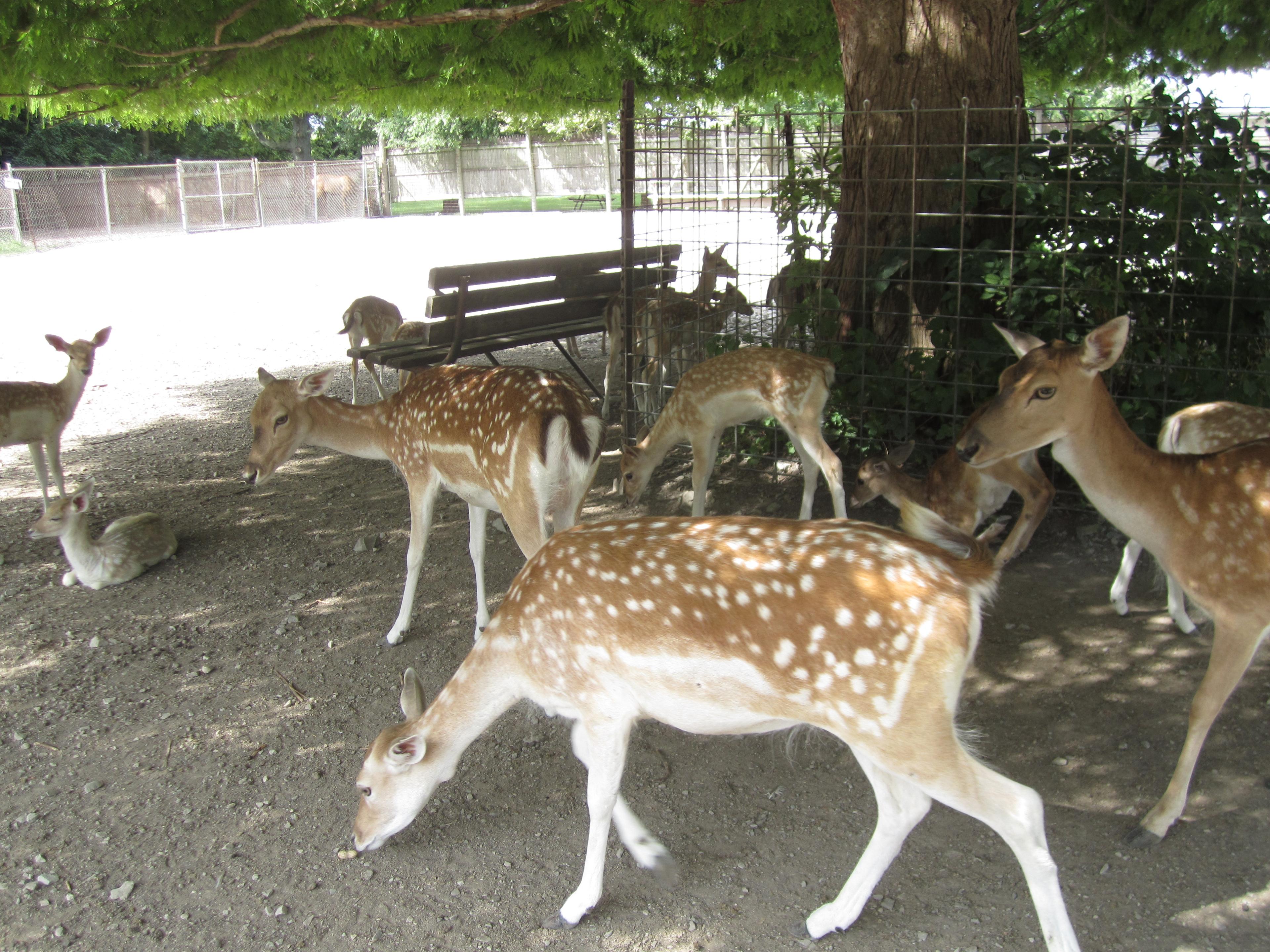 Lagoon Deer Park