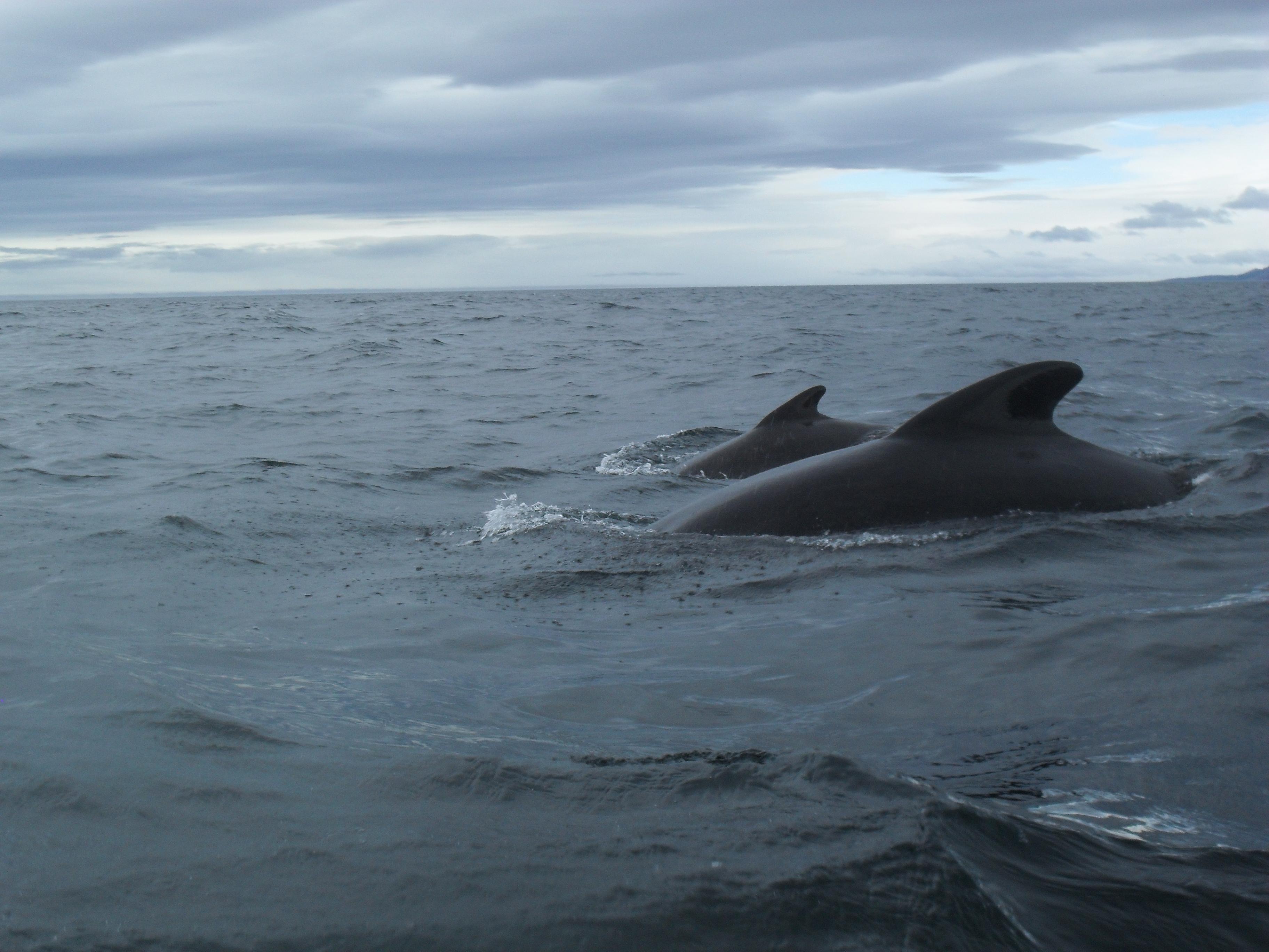 Capt. Mark's Whale and Seal Cruise