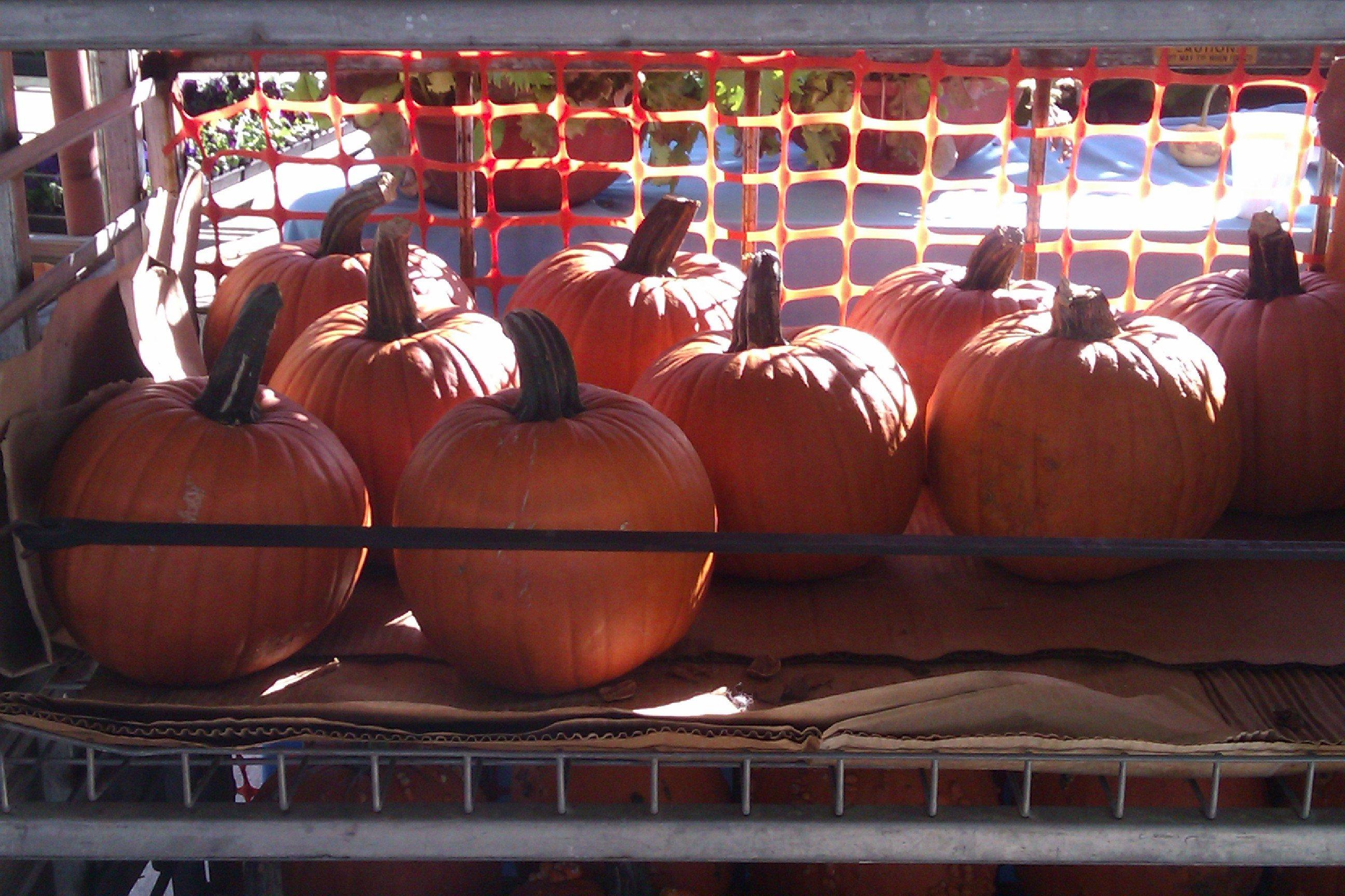 Memphis Farmers Market