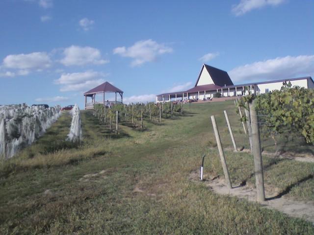 Soaring Wings Vineyard