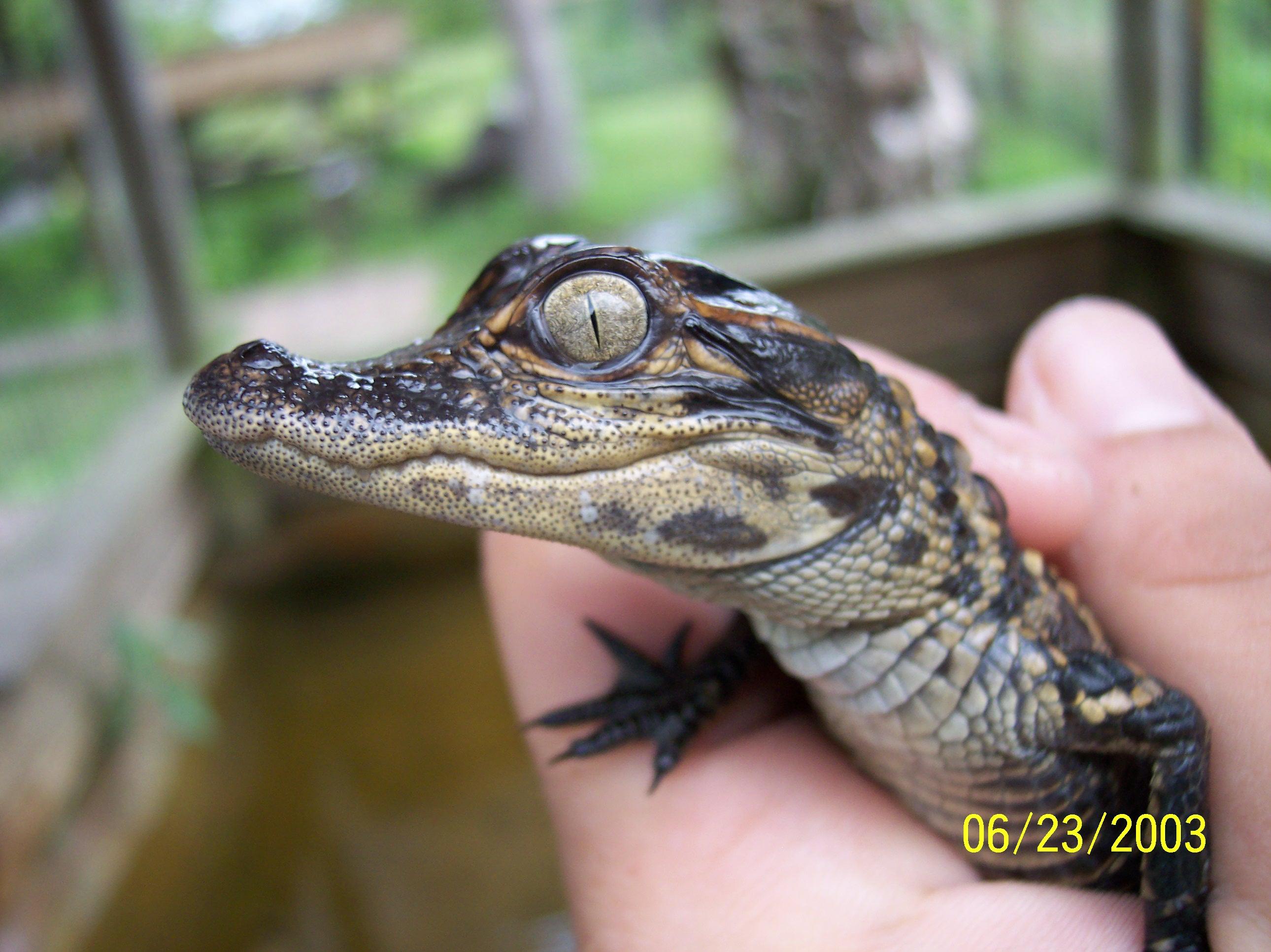 Tigertail Airboat Tours