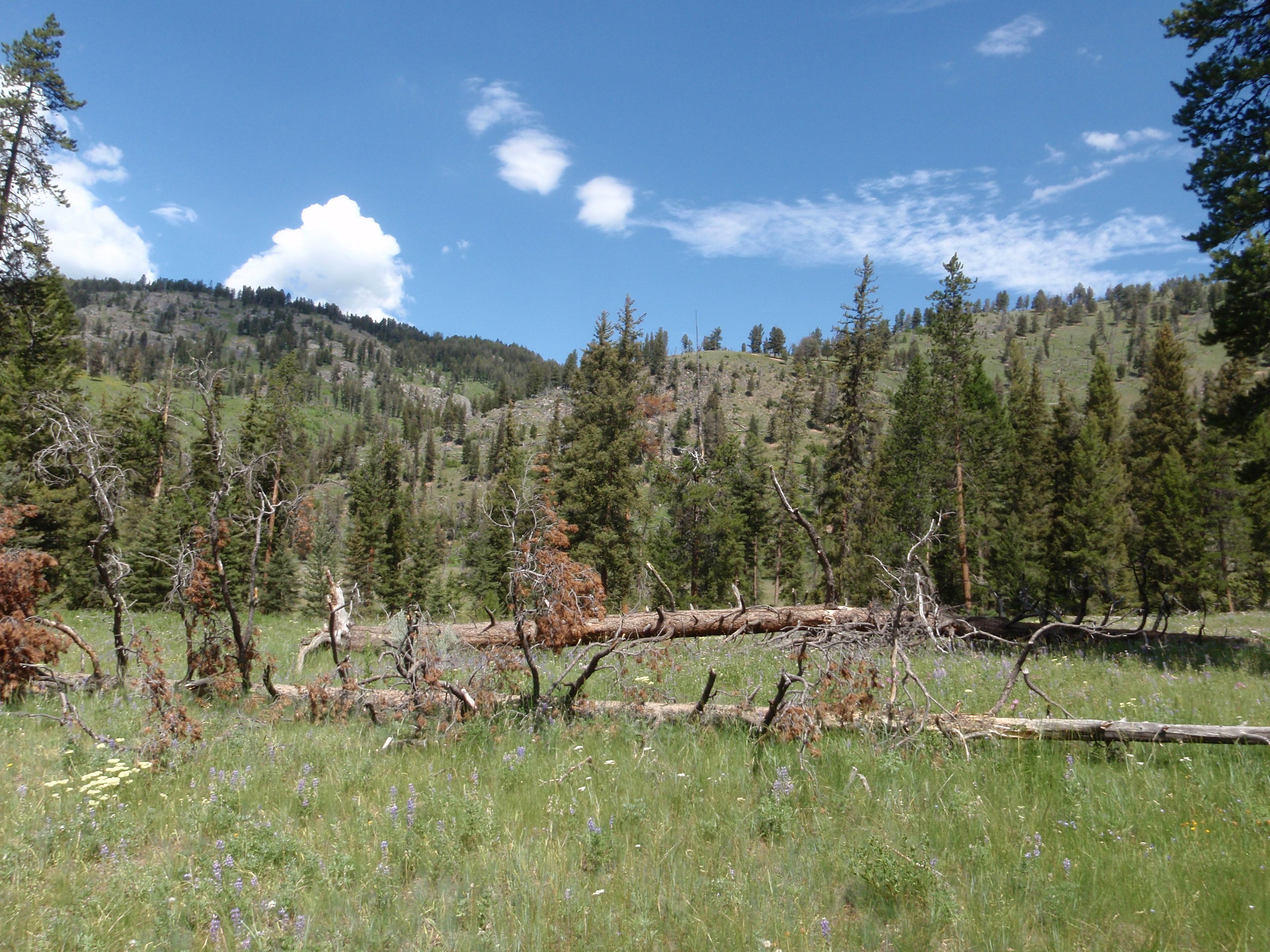 Slough Creek Campground