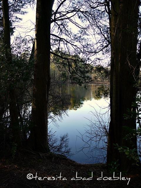 Belleplain State Forest