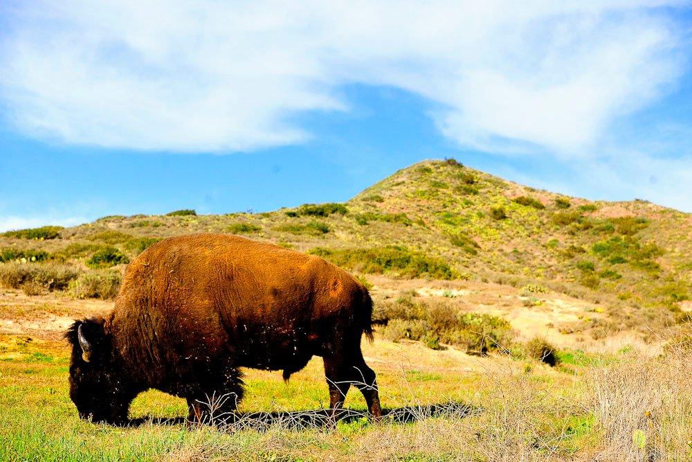 Catalina Island Conservancy