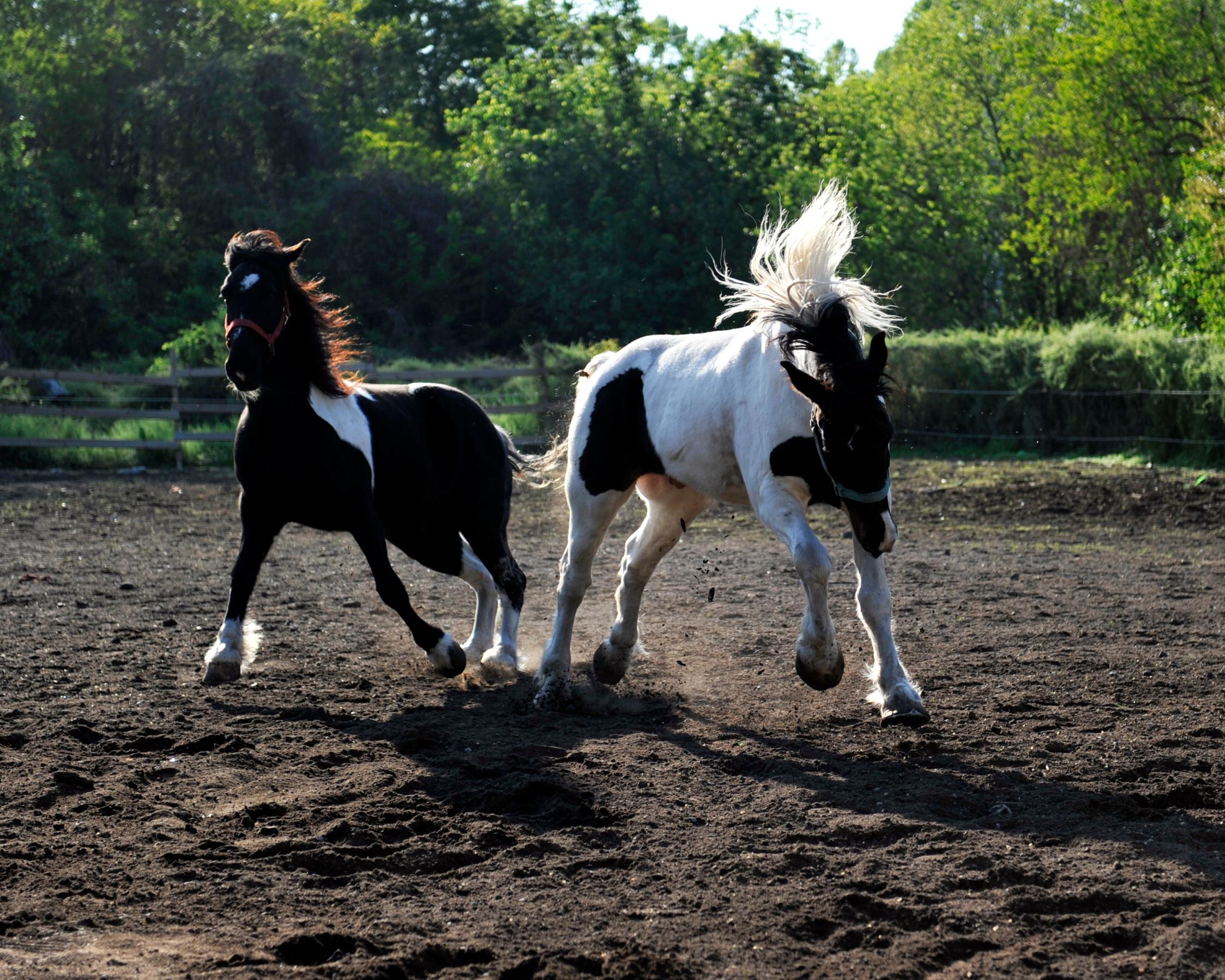 Carriage Tours of Savannah