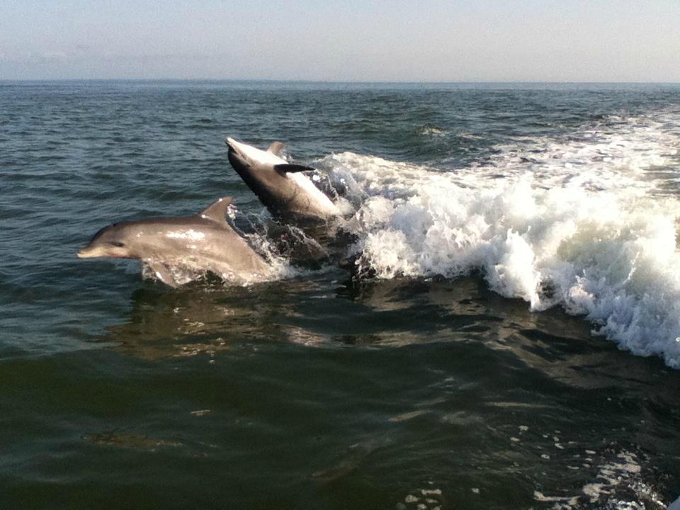 Journeys of St. George Island