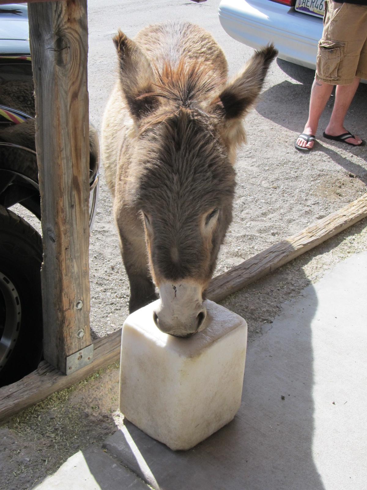 Oatman Stables