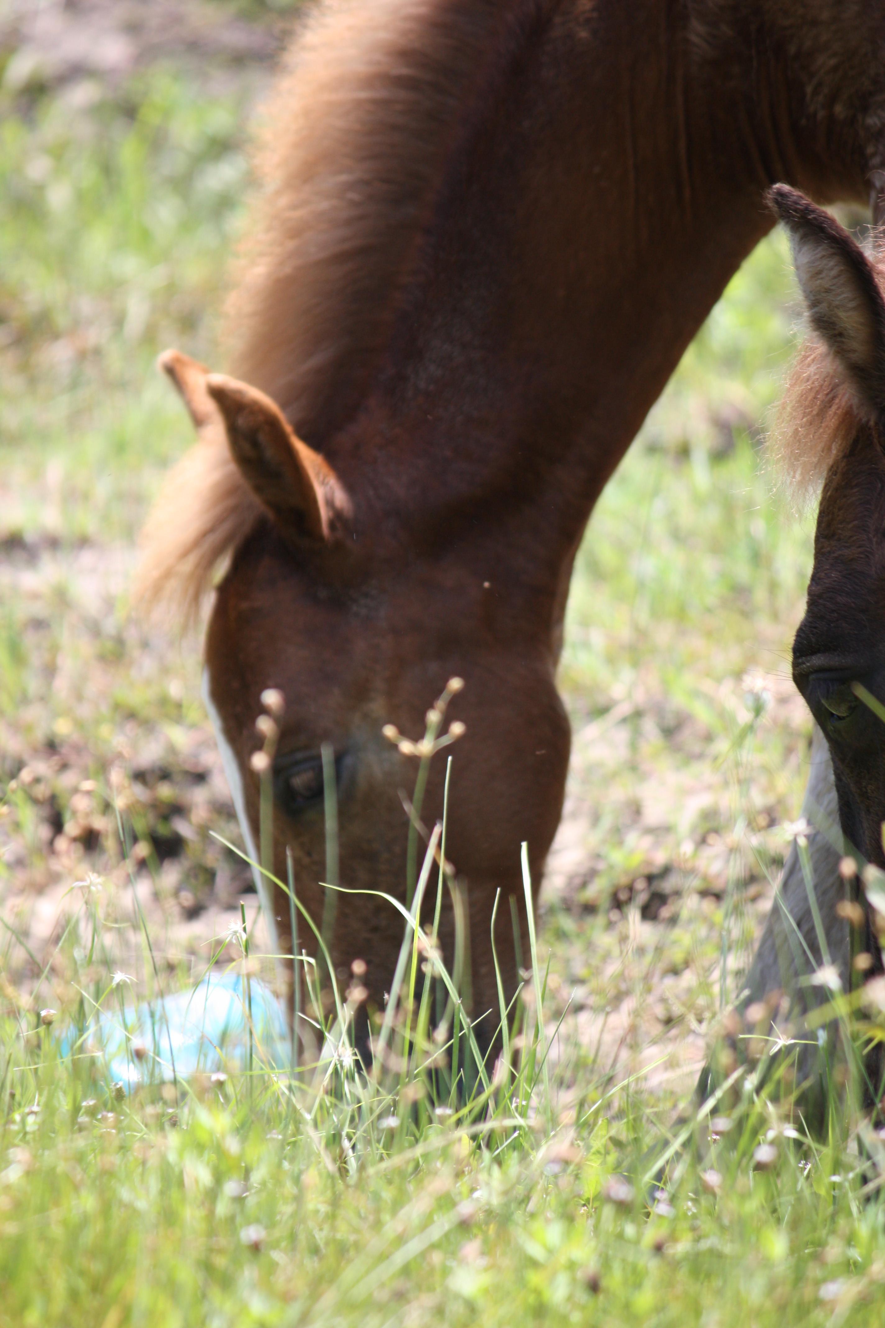 Corolla Wild Horse Tours