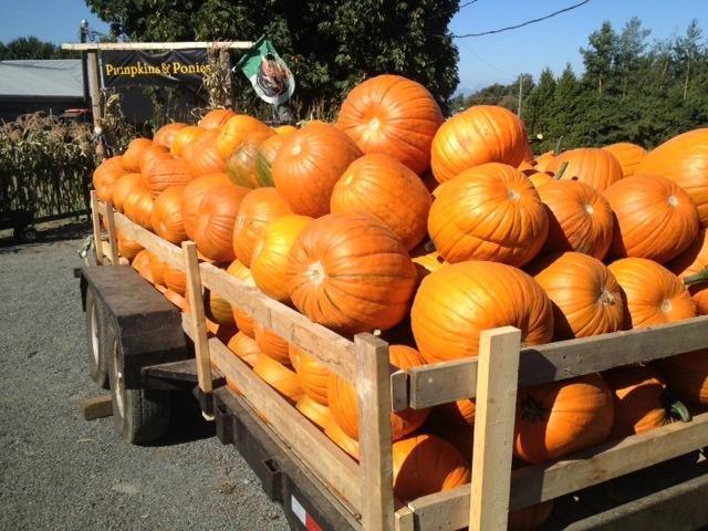 Applebarn at Taves Family Farms