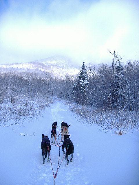 Seal Cove Journey's Dog Sledding