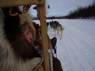 Alaskan Husky and Horse Adventures