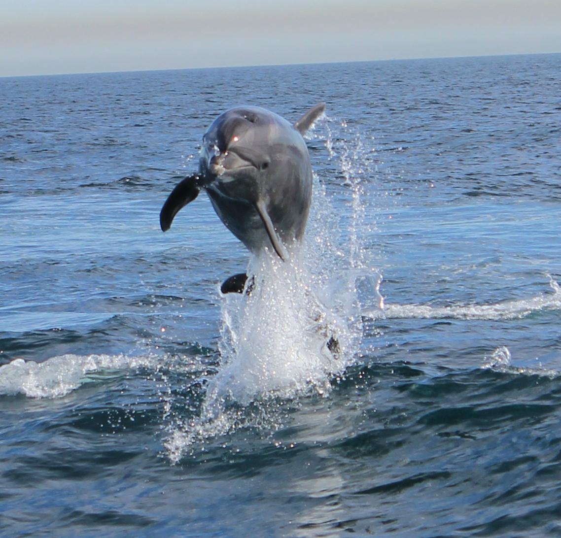 Catalina Coastal Tours & Fishing