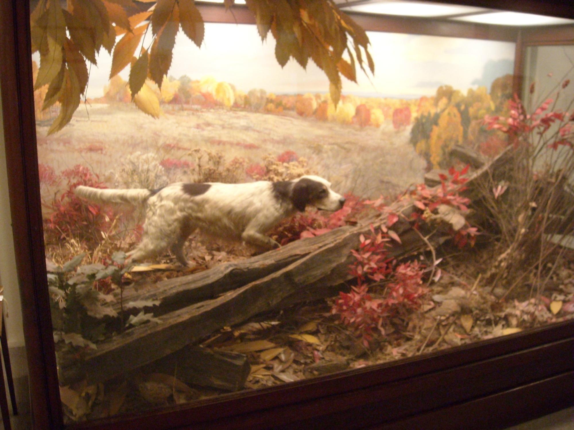 National Bird Dog Museum