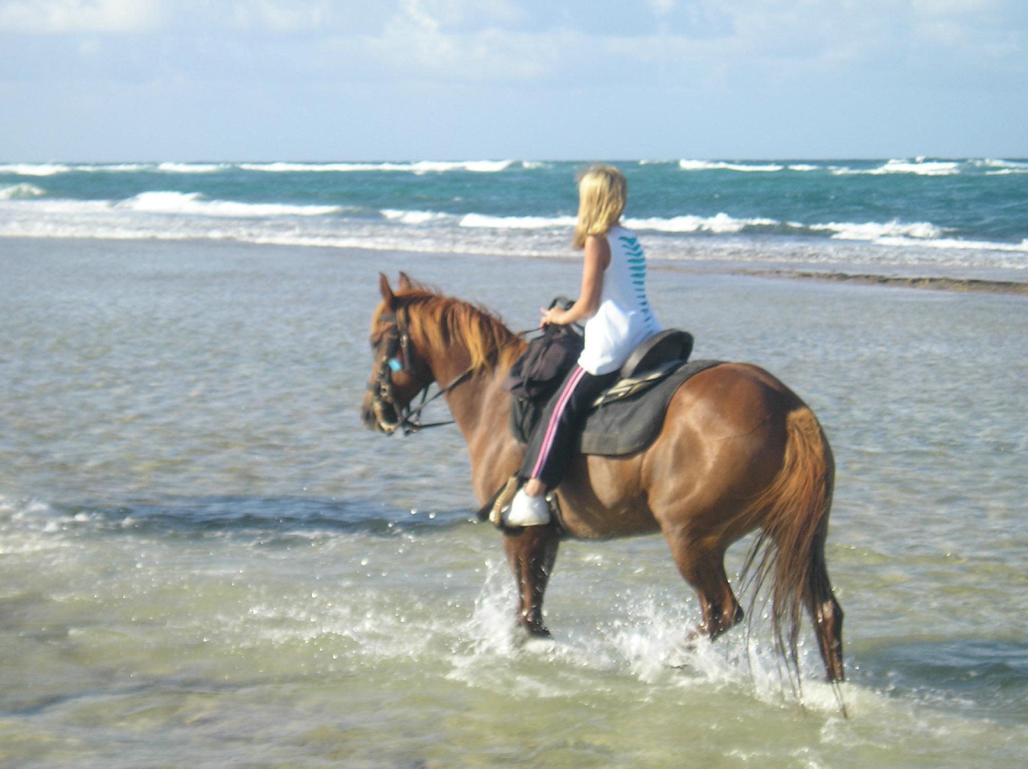 Kahuku-Kai Horse Ranch