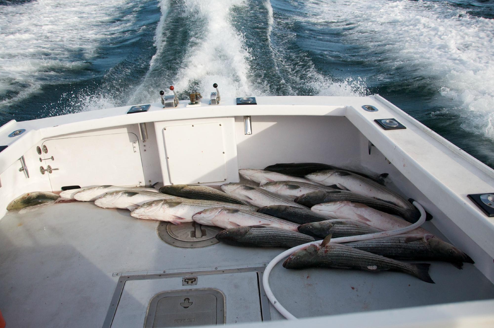 Magellan Sportsfishing Charters