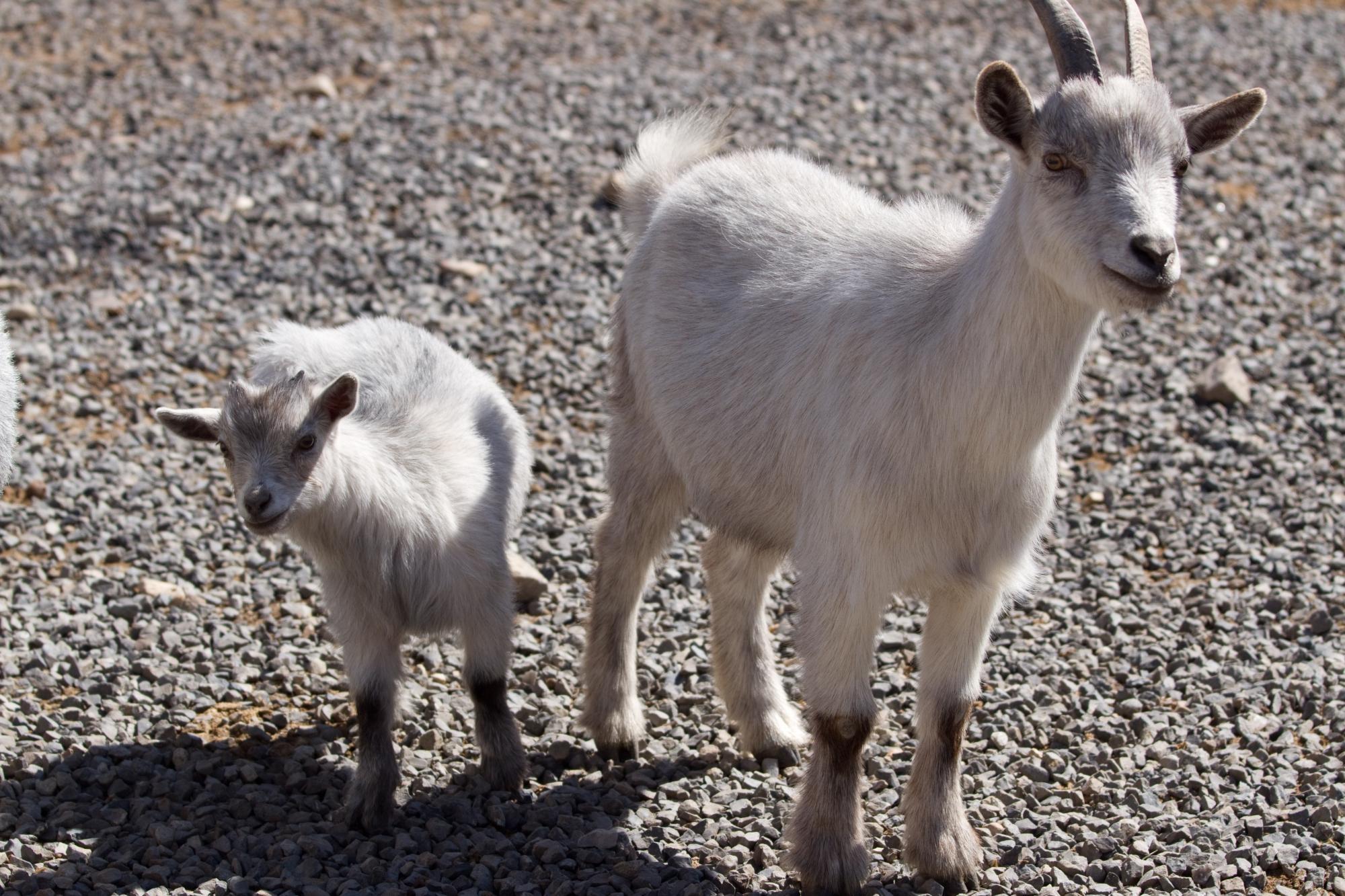 Arkansas Alligator Farm & Petting Zoo