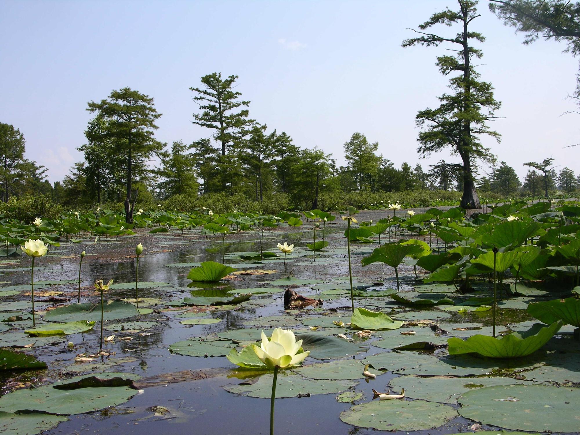 Mingo National Wildlife Refuge