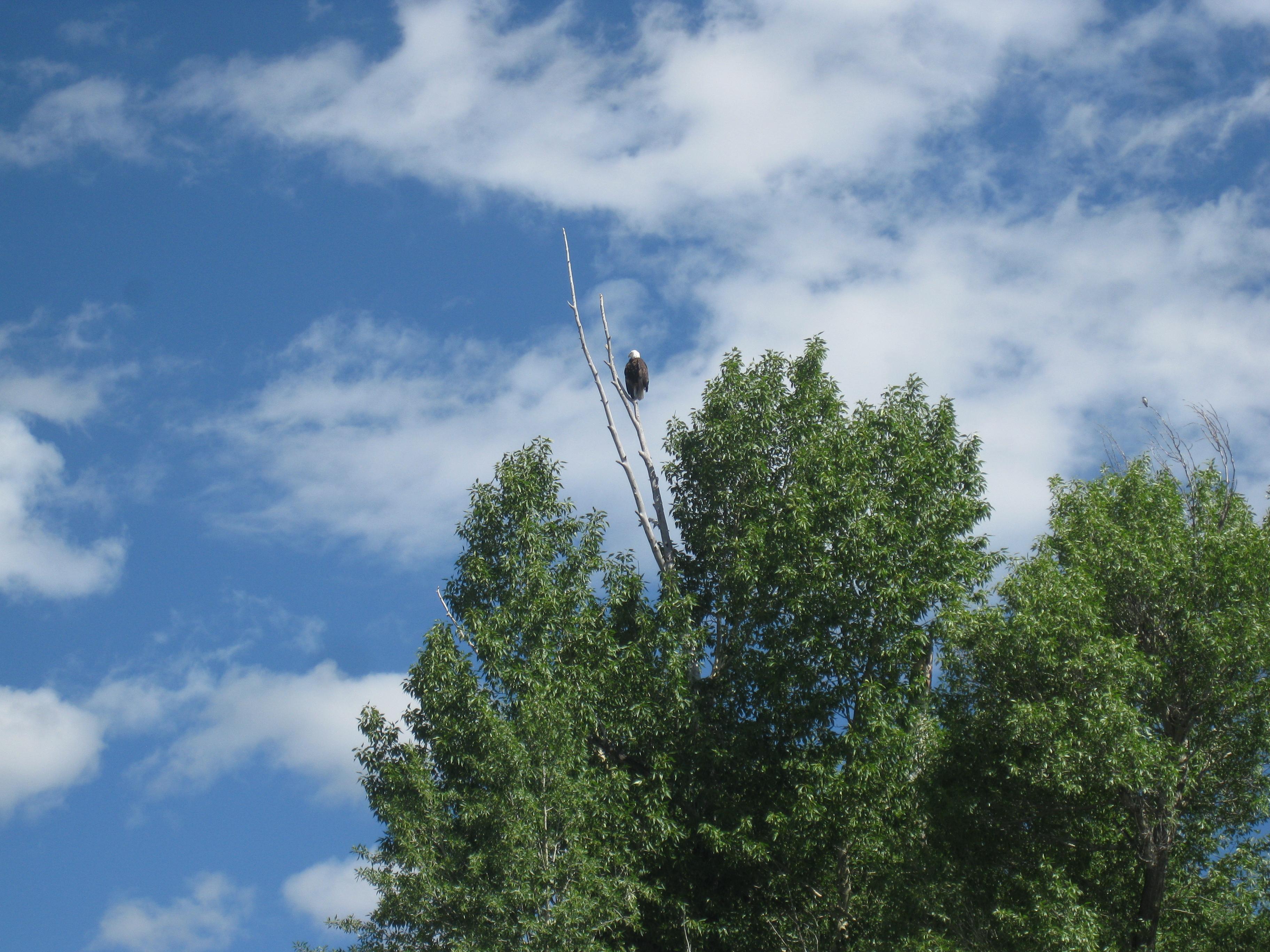 Teton Whitewater and Scenic River Trips