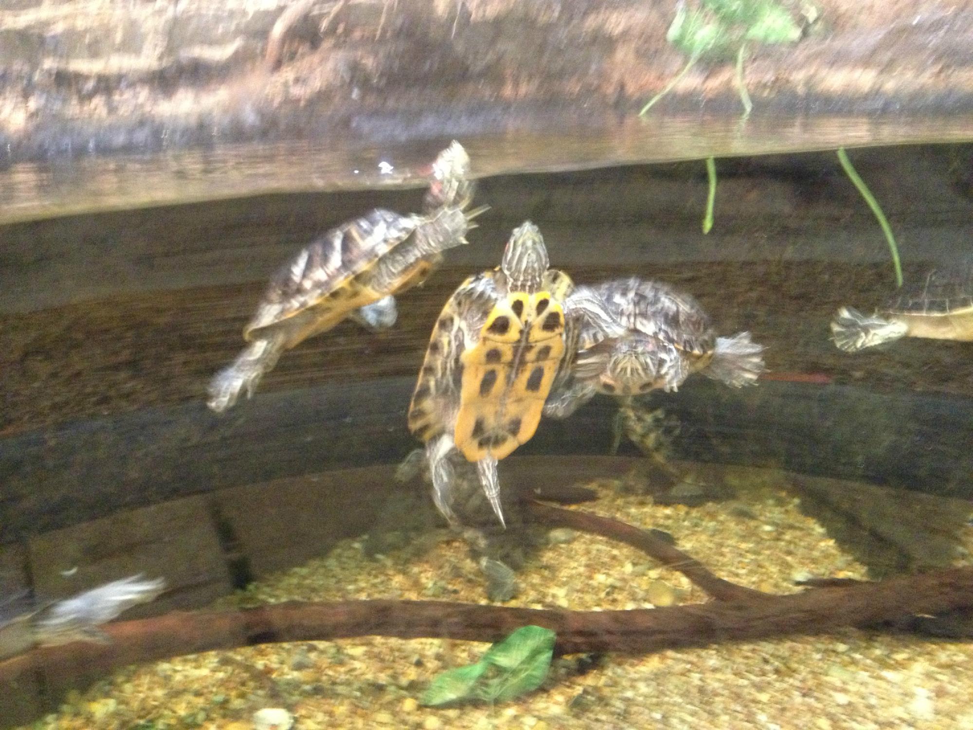 Discovery Center At Murfree Spring