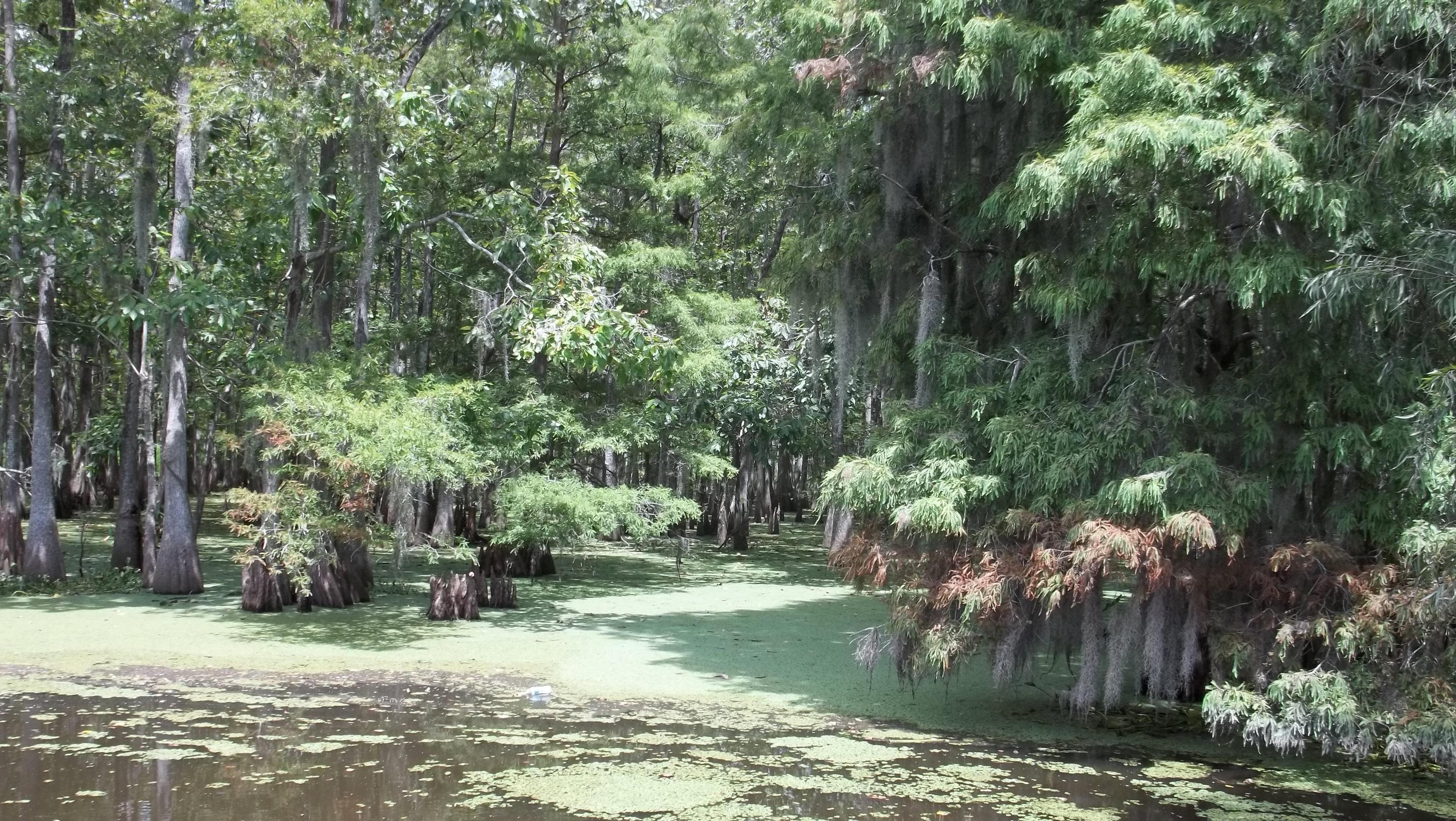 Cajun Man's Swamp Tours and Adventures