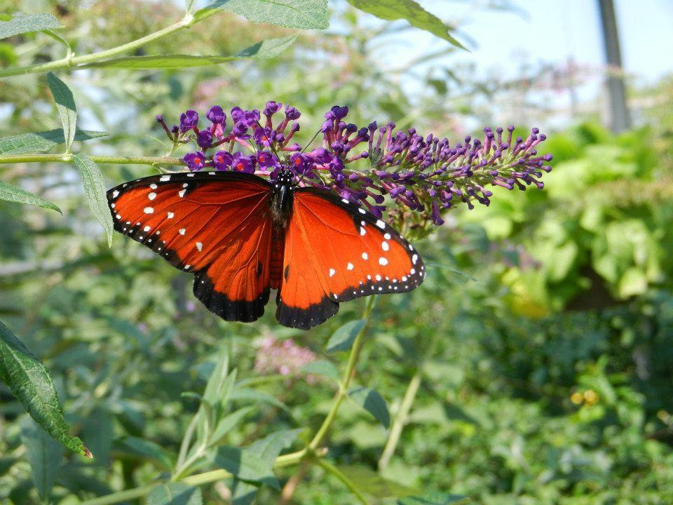 Columbian Park Zoo