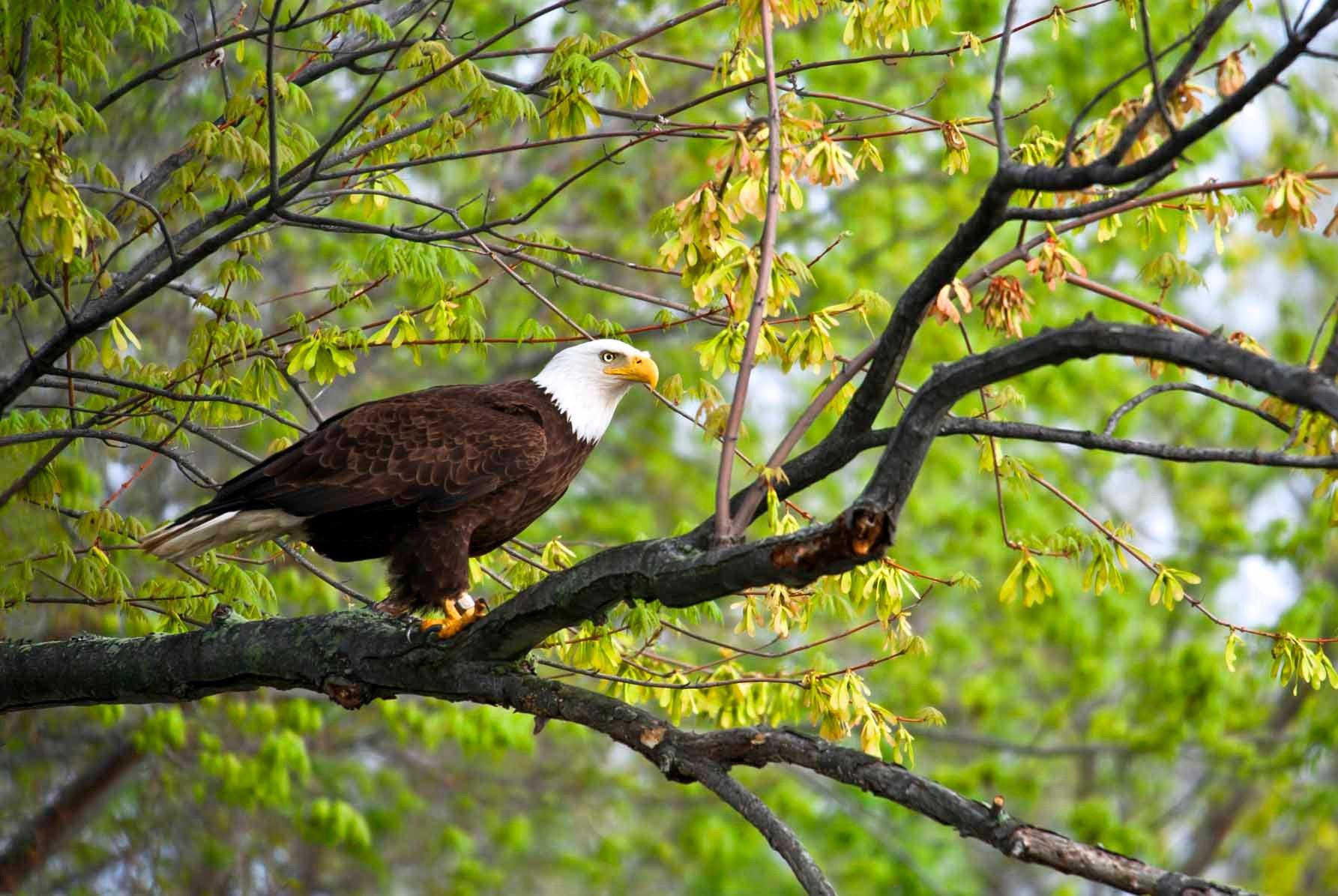 Discover the James Bald Eagle Tours