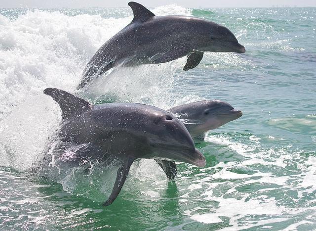 Island Time Dolphin & Shelling Cruises