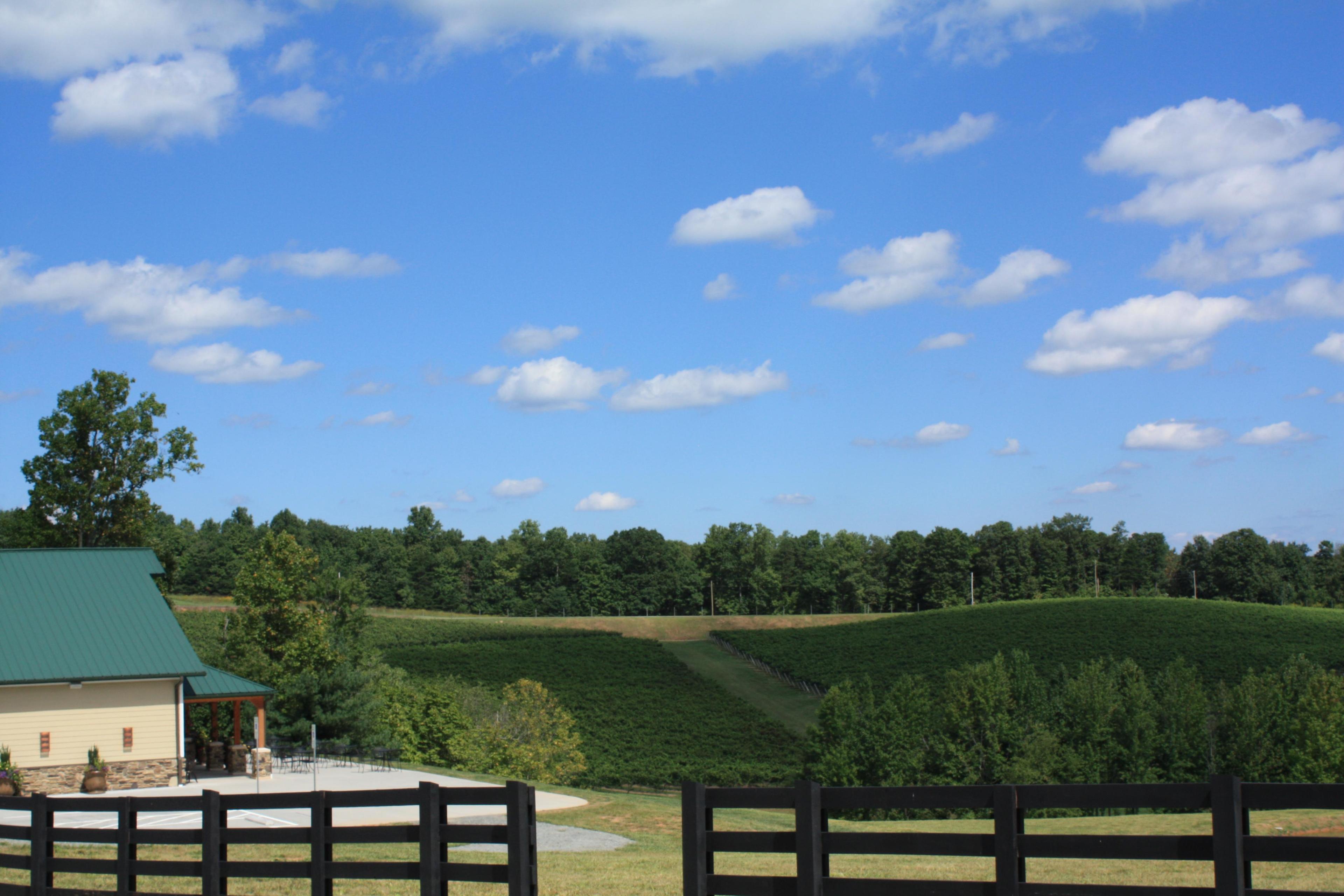 Jones von Drehle Vineyards