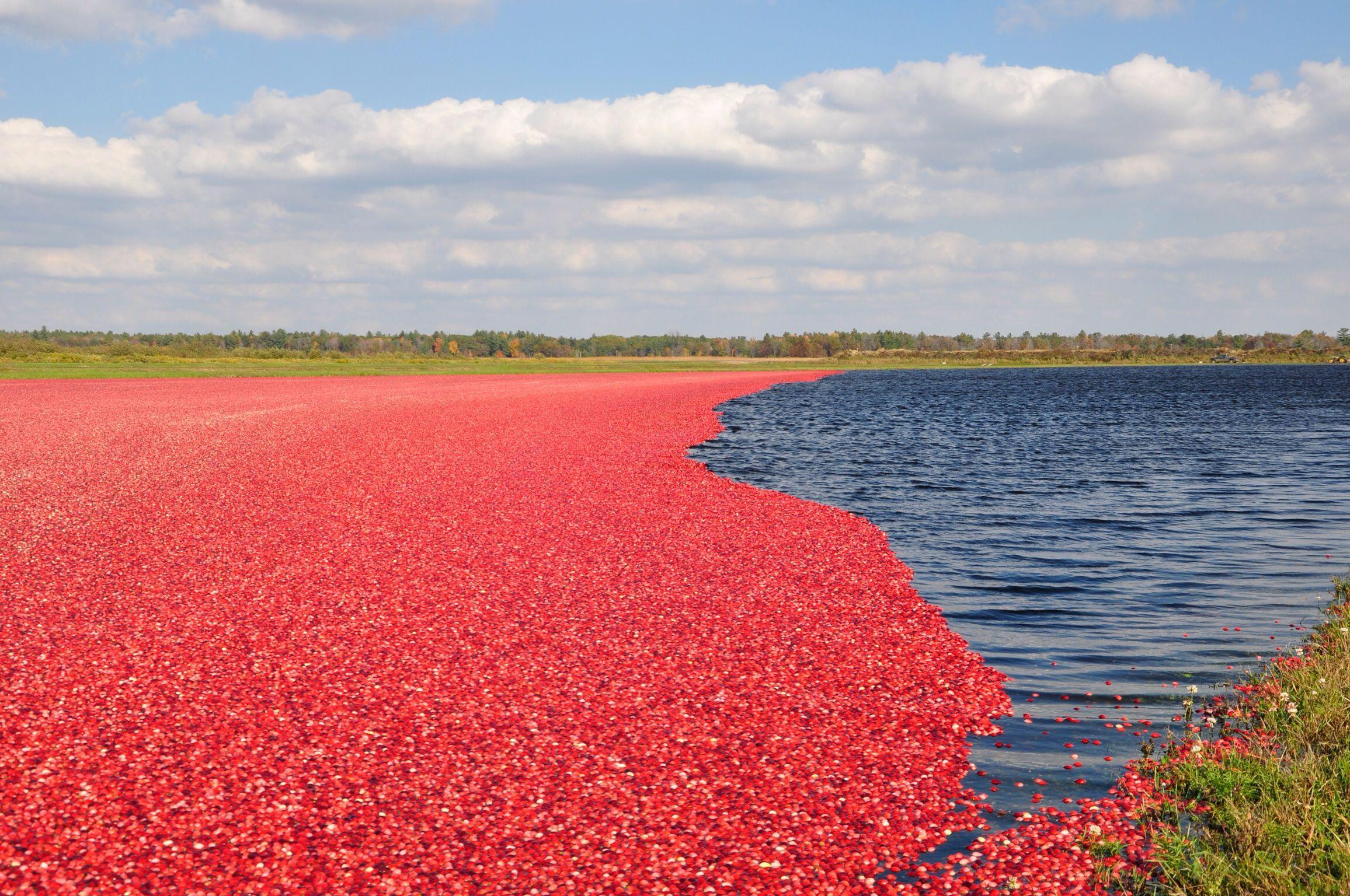 Glacial Lake Cranberries