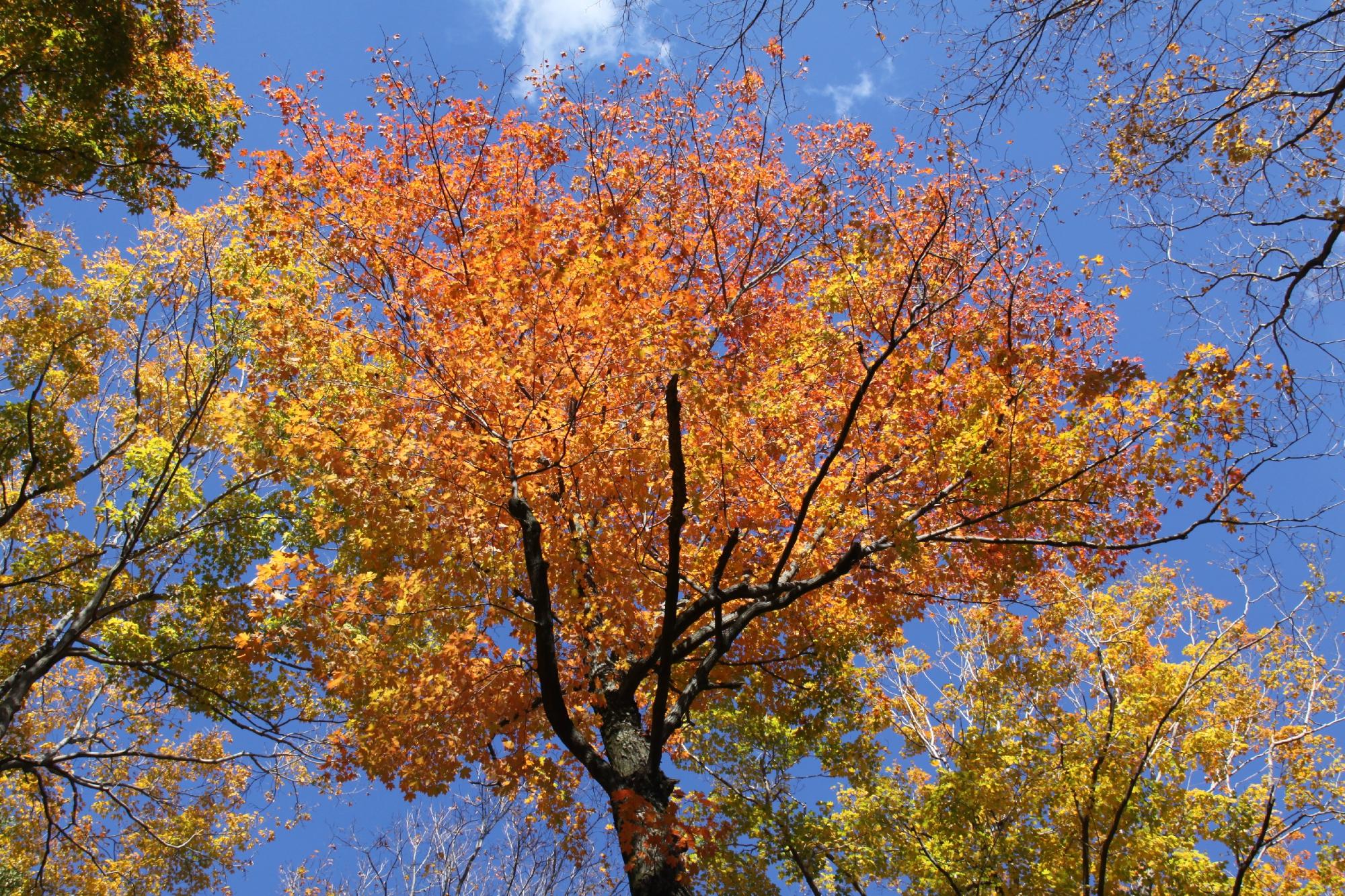 Turkey Mountain Nature Preserve