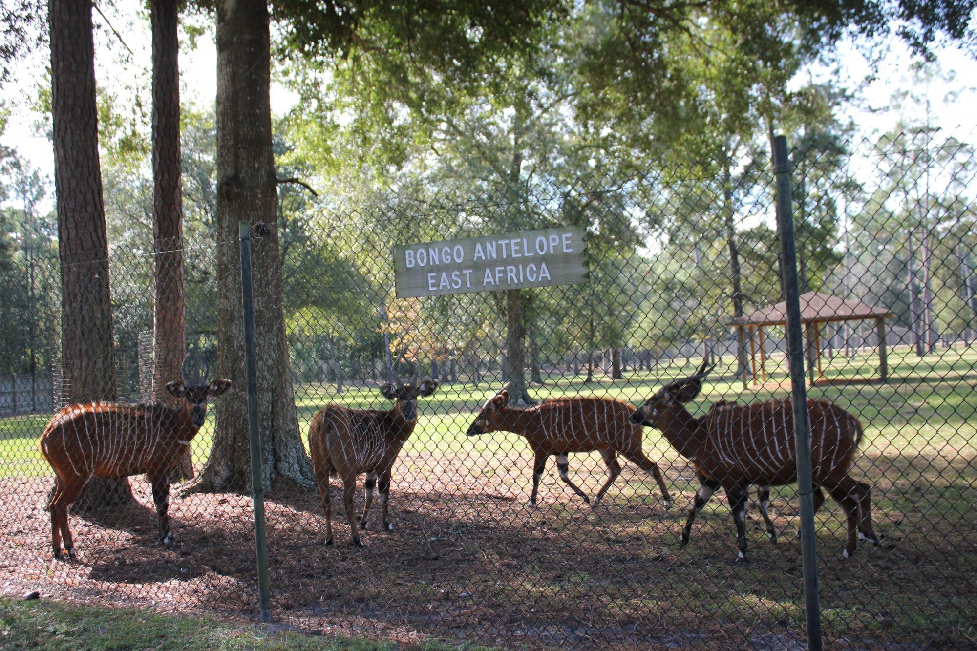 White Oak Conservation Center