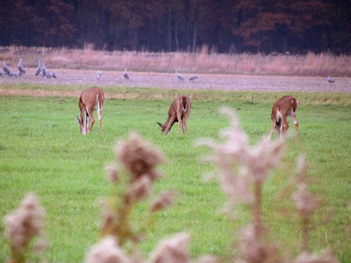 Jasper-Pulaski Fish and Wildlife Area