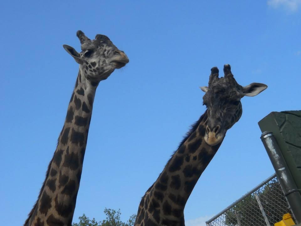 Racine Zoo