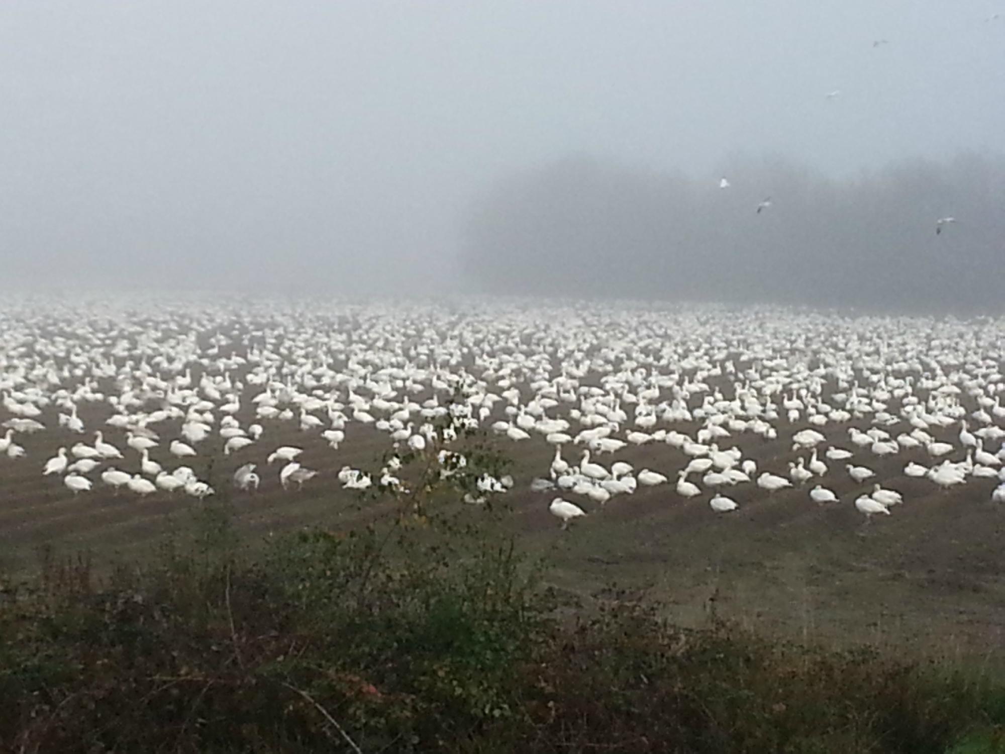 George C. Reifel Migratory Bird Sanctuary