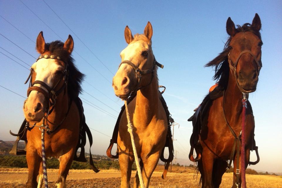 S&D Horseback Riding