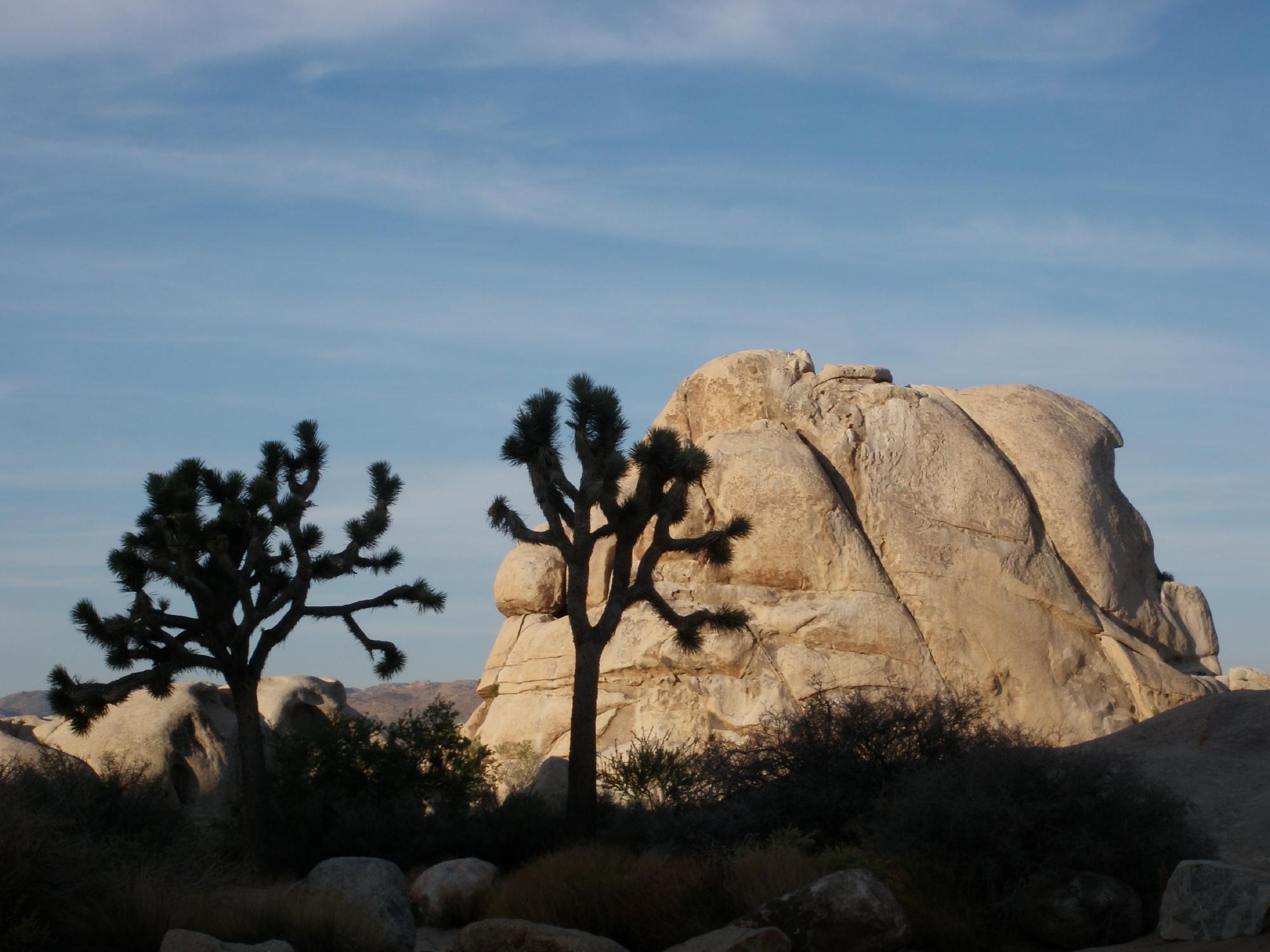 Joshua Tree Adventures