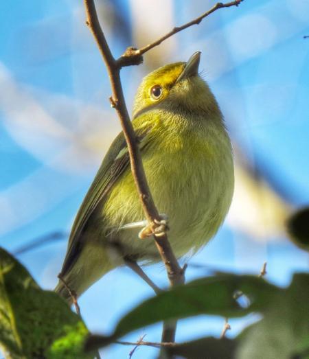 Frontera Audubon