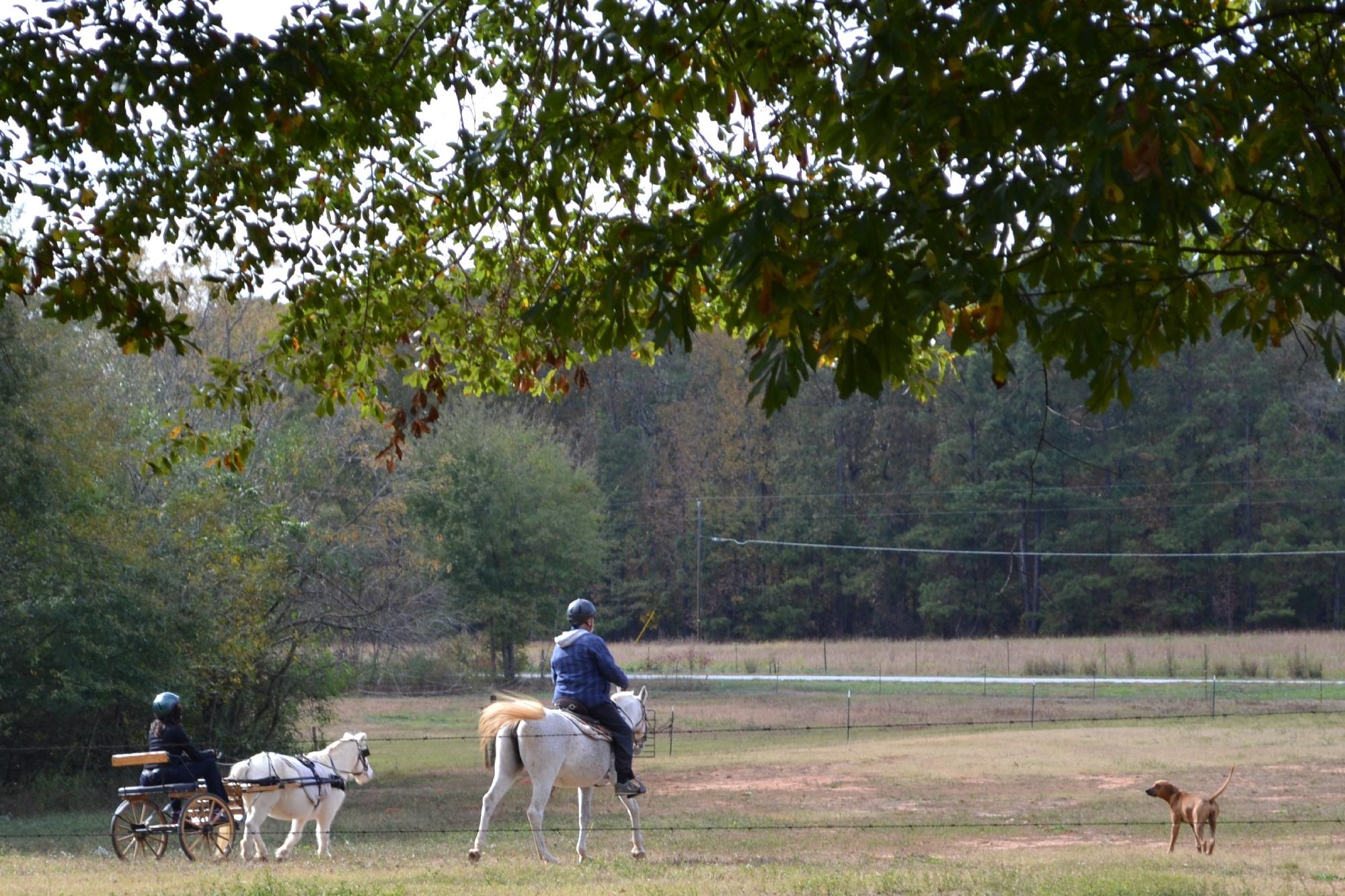 Adopt-A-Horse Horseback Riding