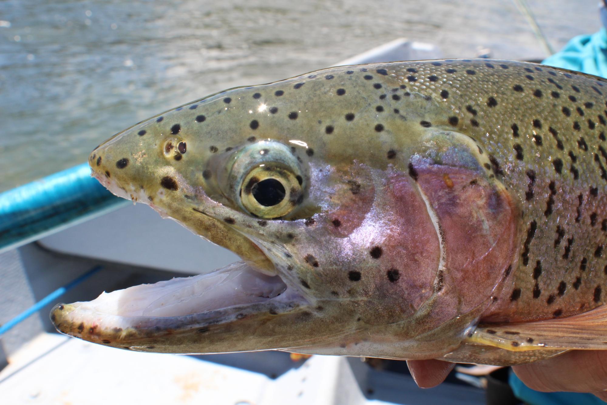 High Country Fishing Charters - Tours