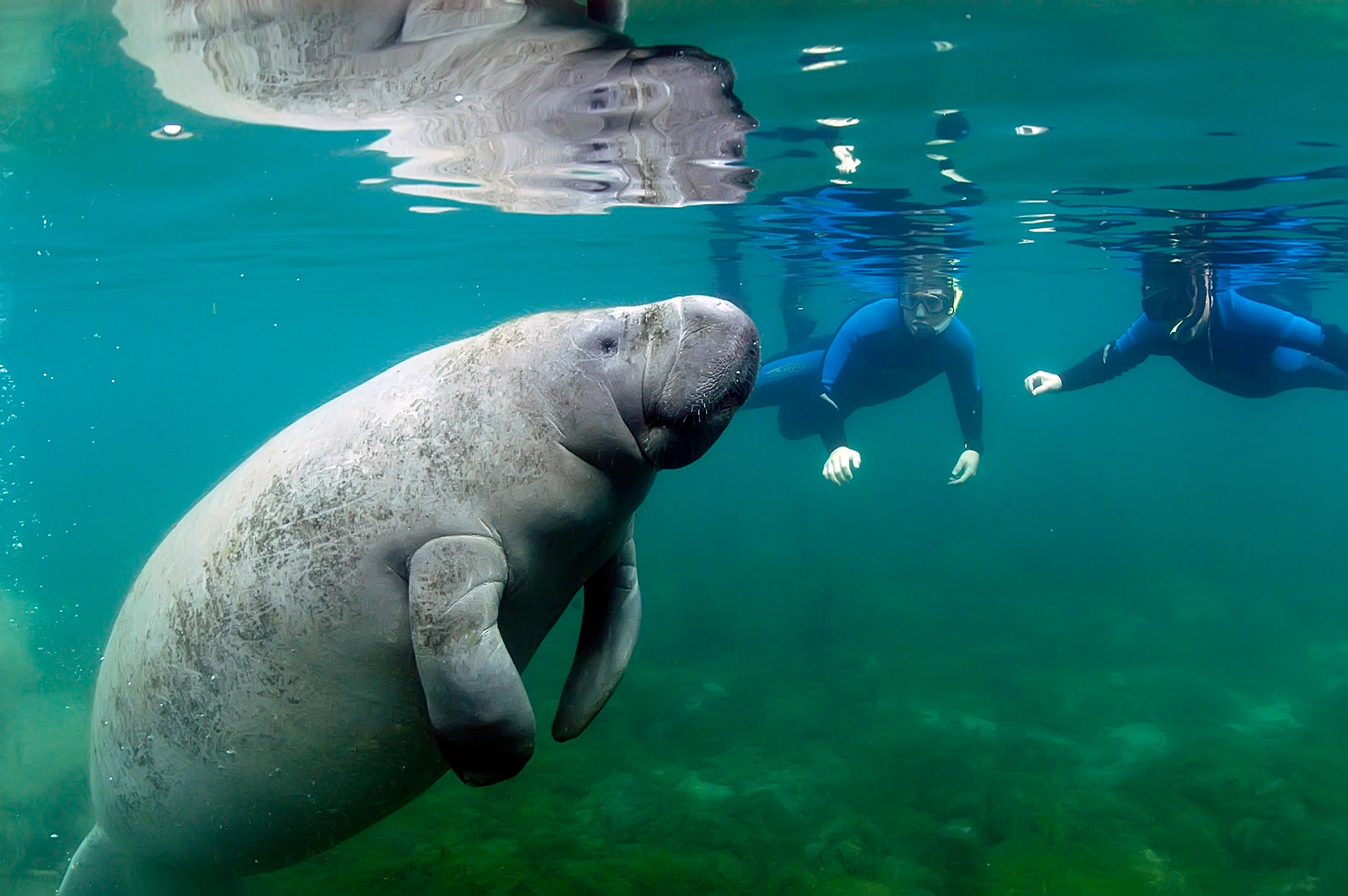 Fun 2 Dive Manatee Tours