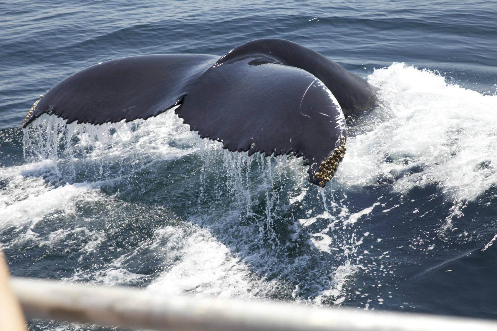 Newburyport Whale Watch