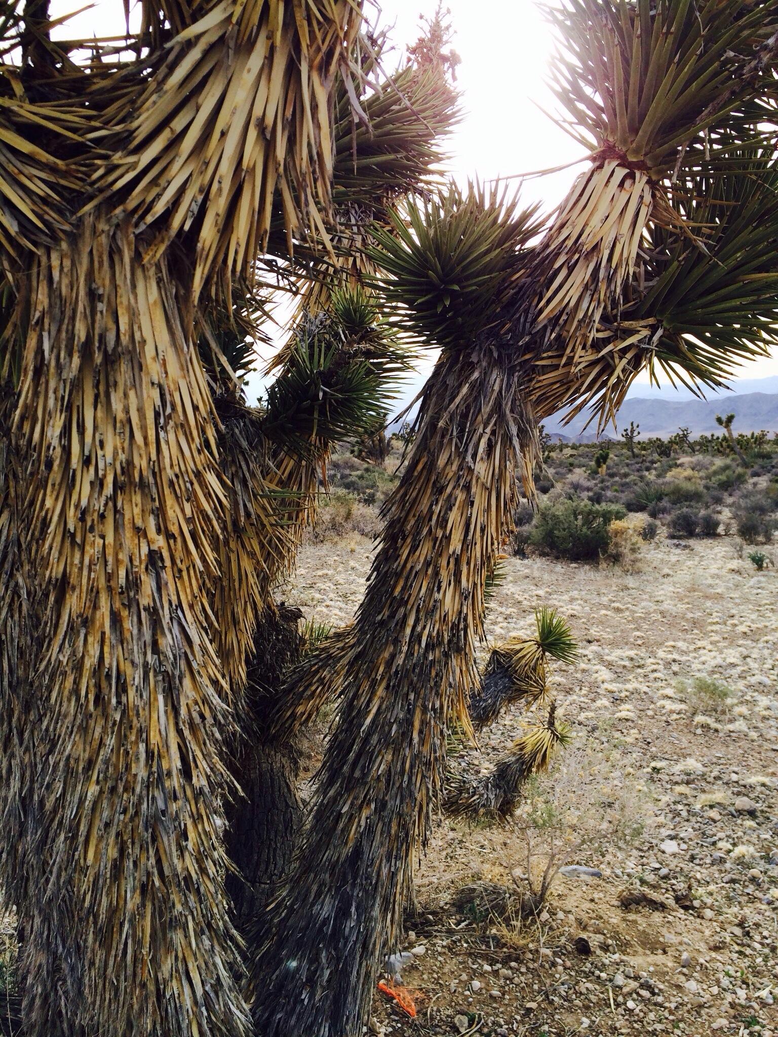 Desert National Wildlife Refuge